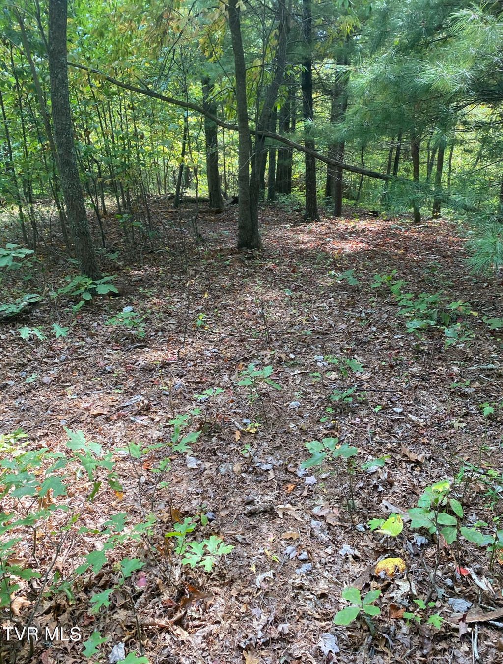 Photo of Tbd 000 Blackberry Hill Lane, Mountain City, TN 37683 (MLS # 9987658)