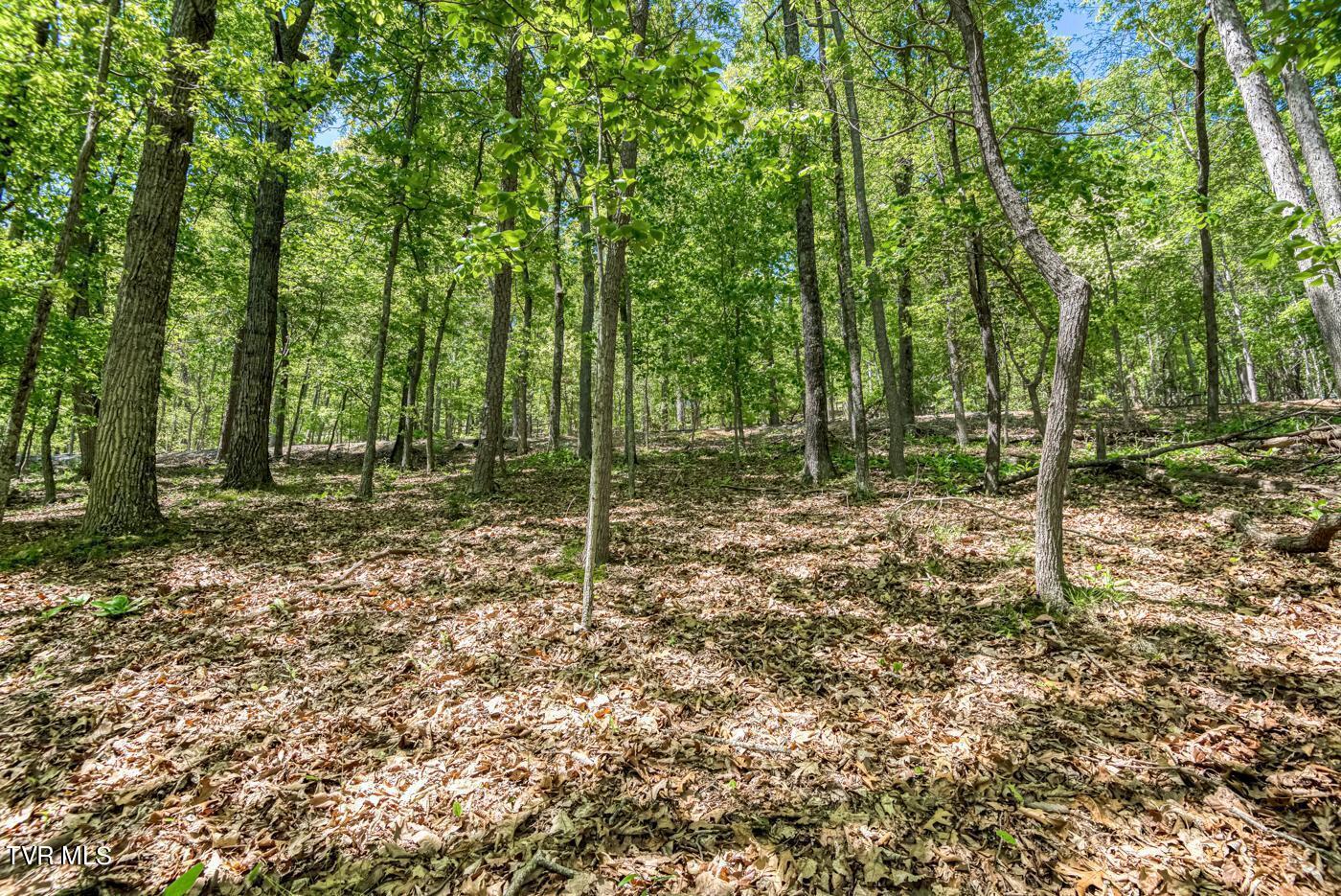 1184 Keetoowah Drive, Mooresburg, Tennessee image 25