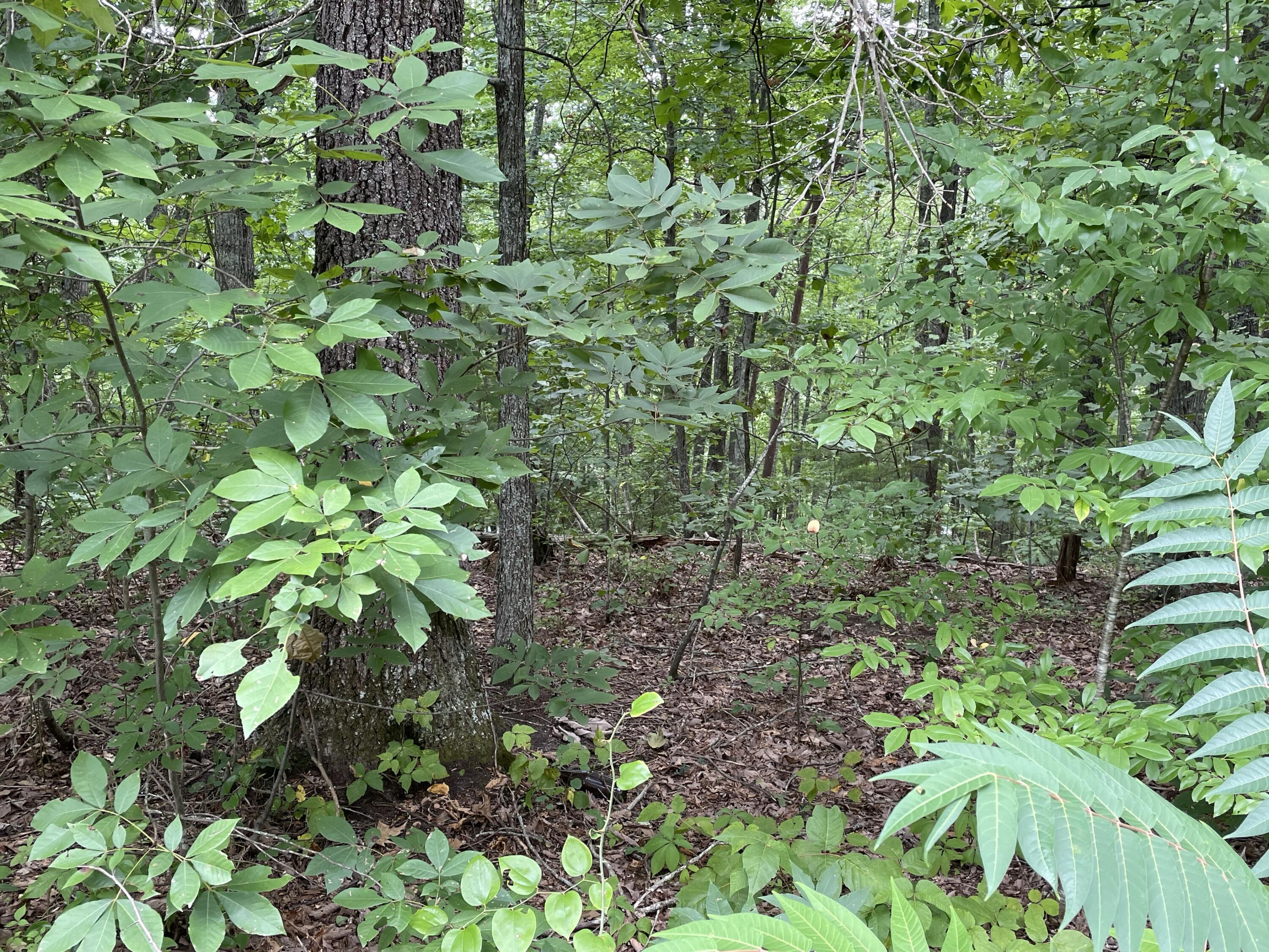 Lot 37 Pecan Tree Lane, Newport, Tennessee image 6