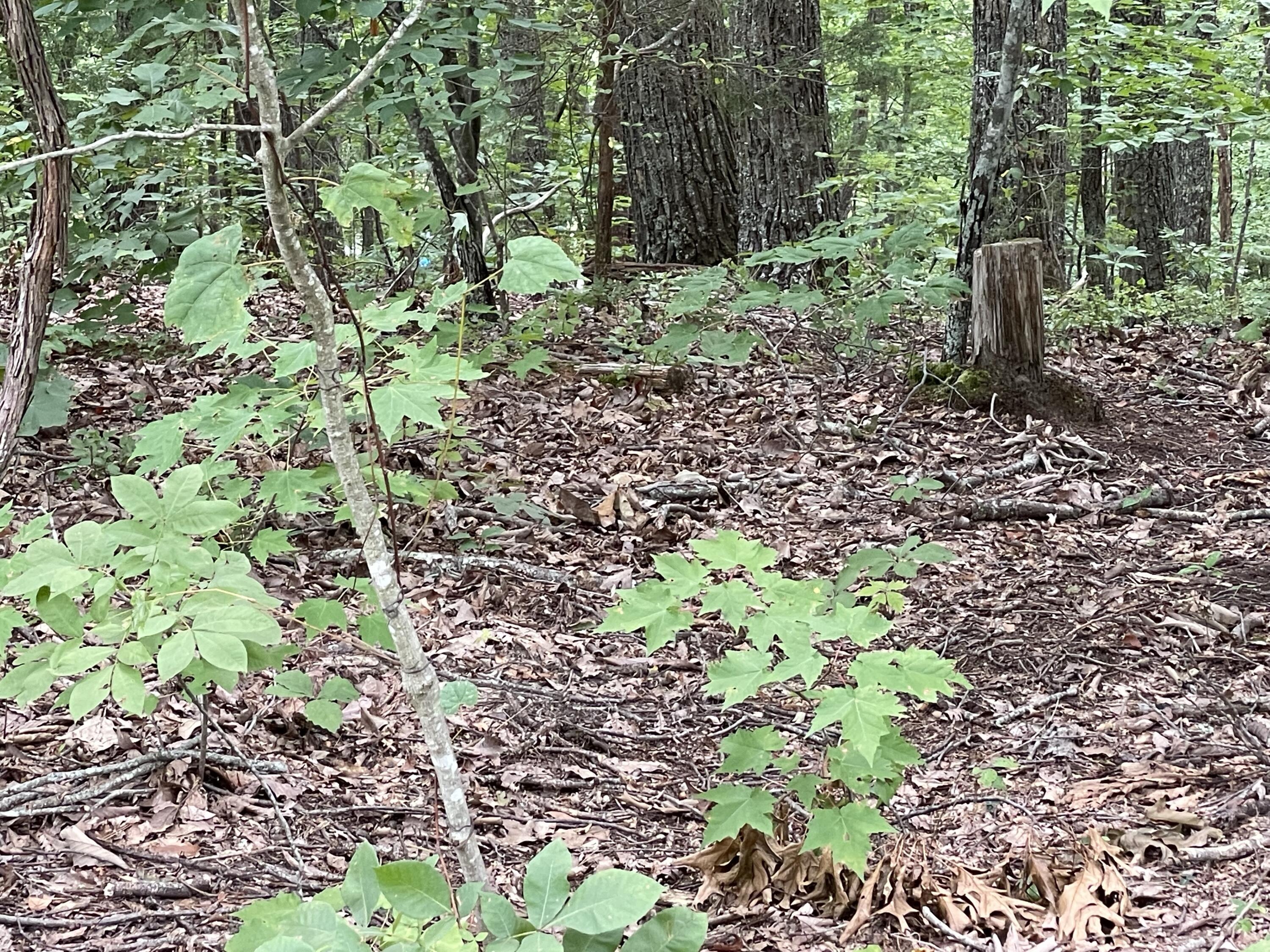 Lot 37 Pecan Tree Lane, Newport, Tennessee image 8