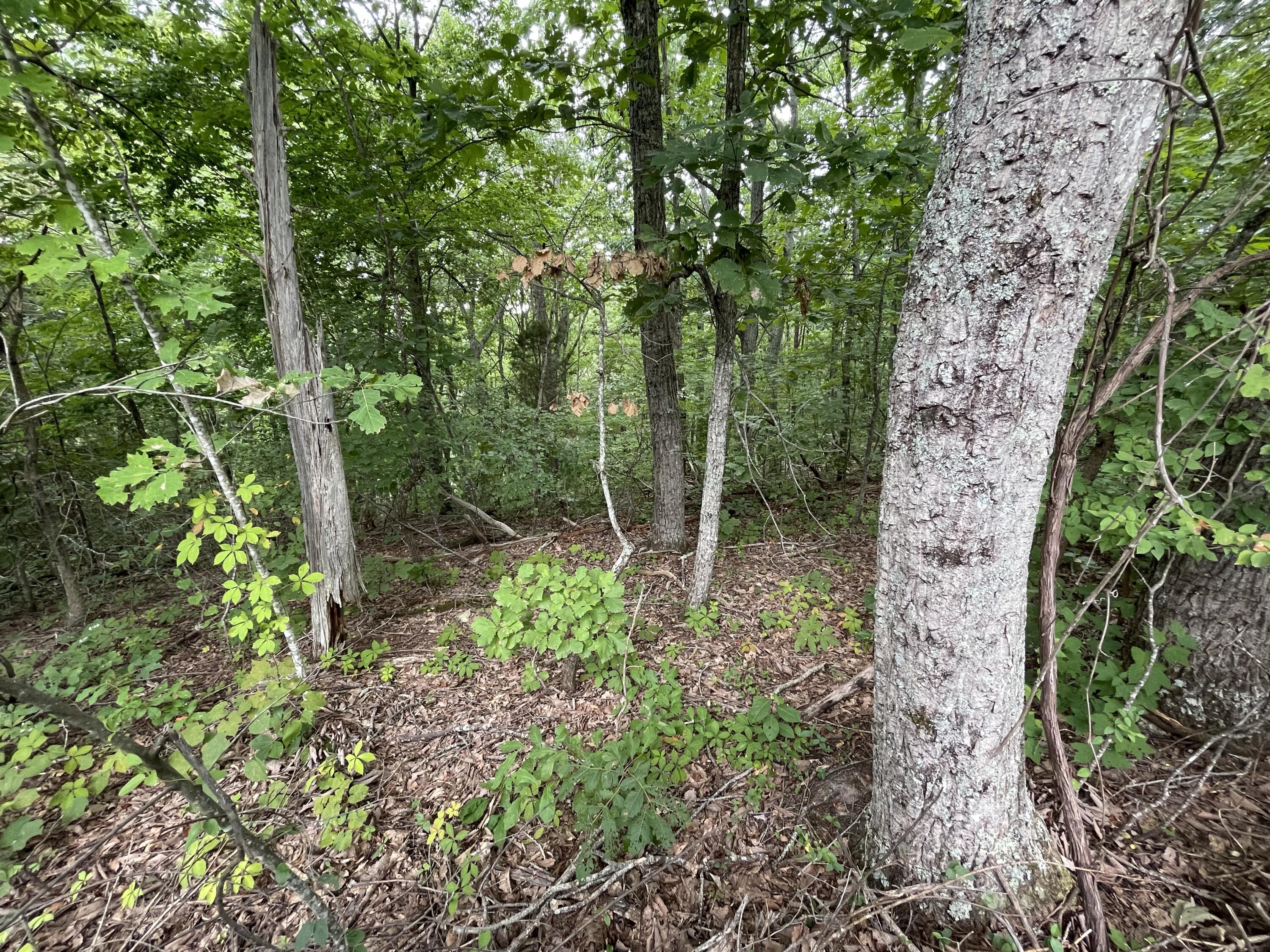 Lot 37 Pecan Tree Lane, Newport, Tennessee image 5