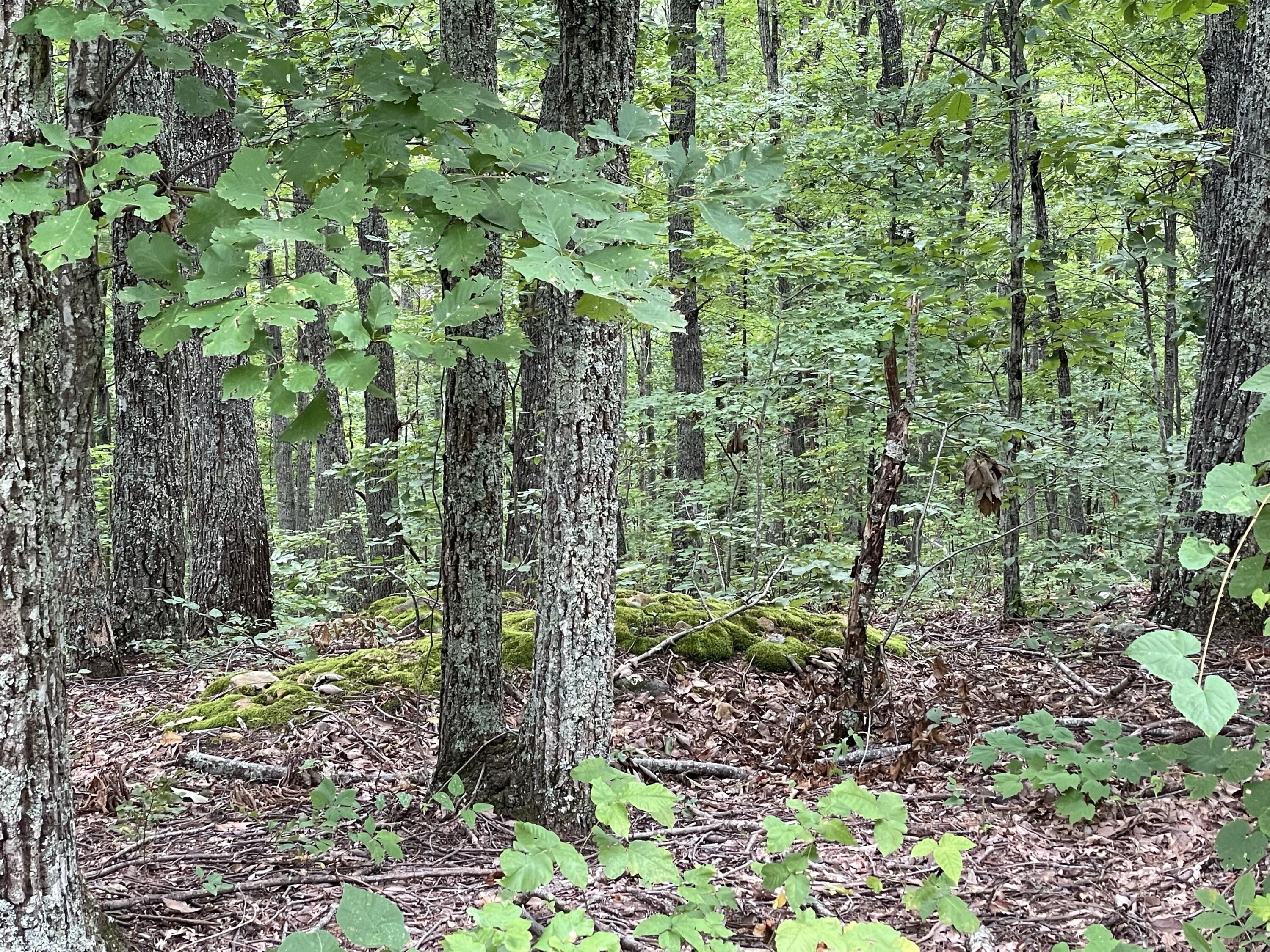 Lot 37 Pecan Tree Lane, Newport, Tennessee image 7