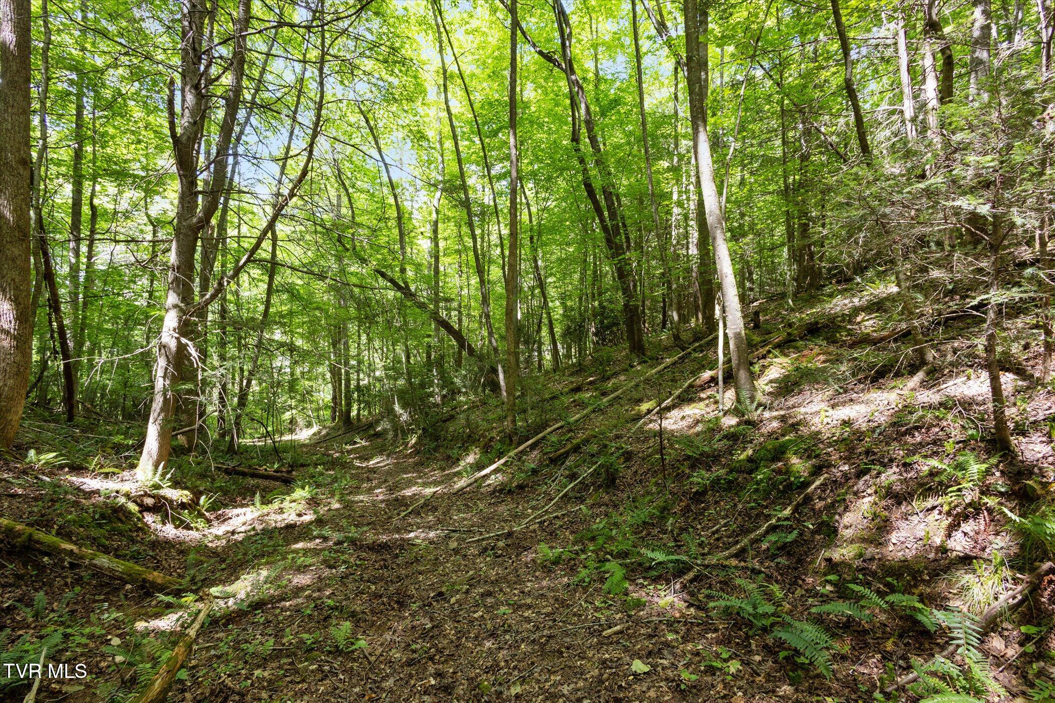 Tbd Rich Hollow Road, Erwin, Tennessee image 16