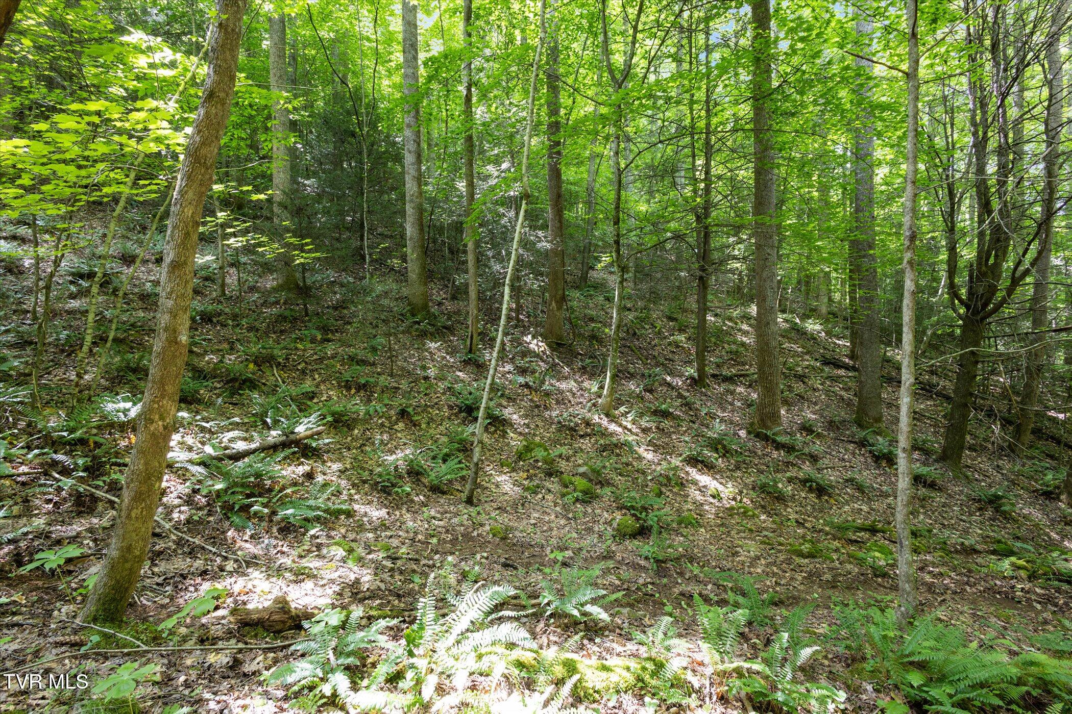 Tbd Rich Hollow Road, Erwin, Tennessee image 19