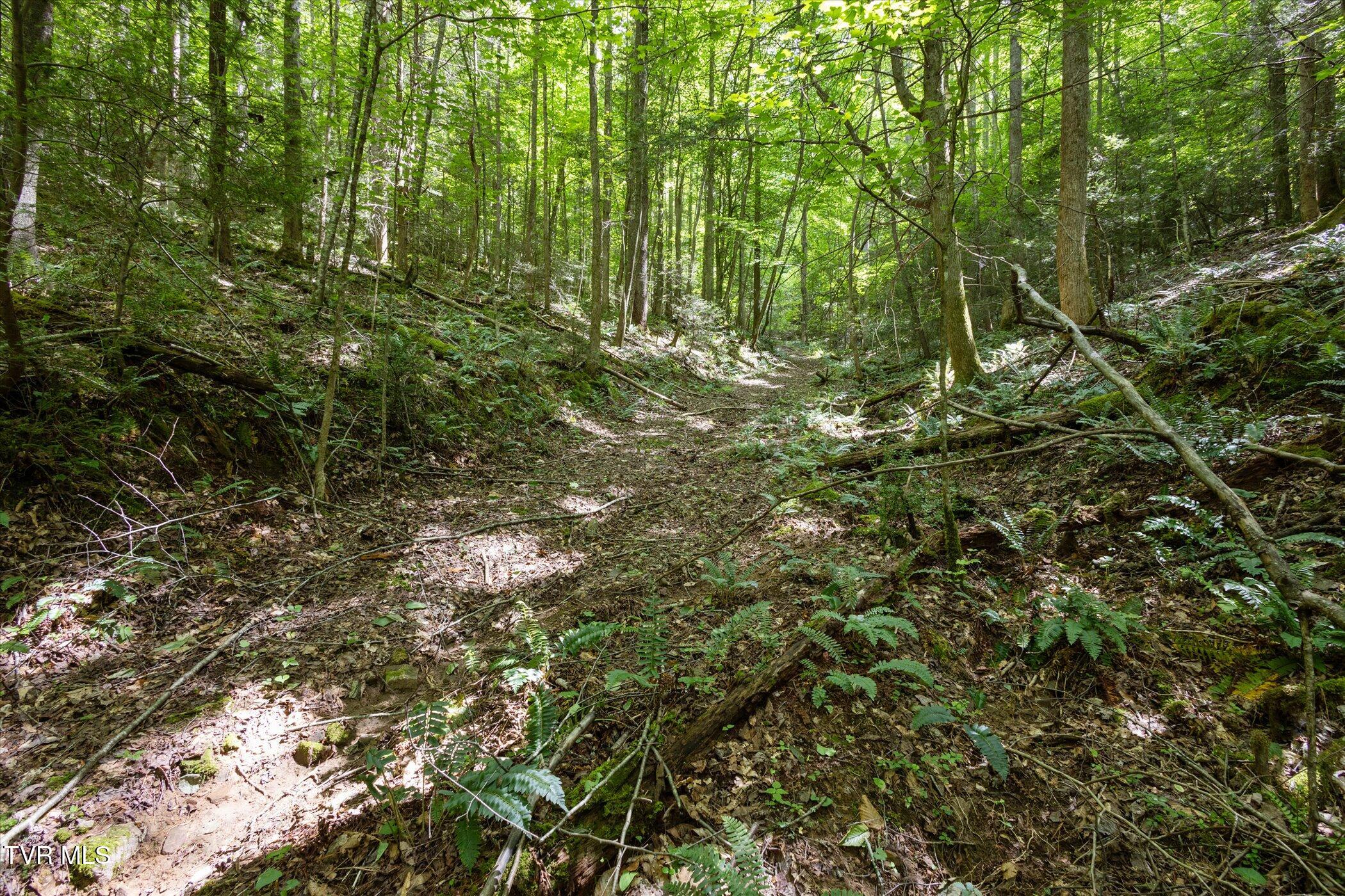 Tbd Rich Hollow Road, Erwin, Tennessee image 15