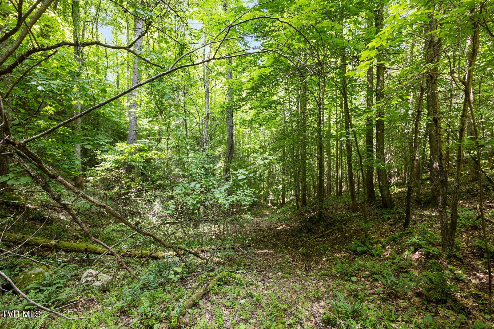 Tbd Rich Hollow Road, Erwin, Tennessee image 22