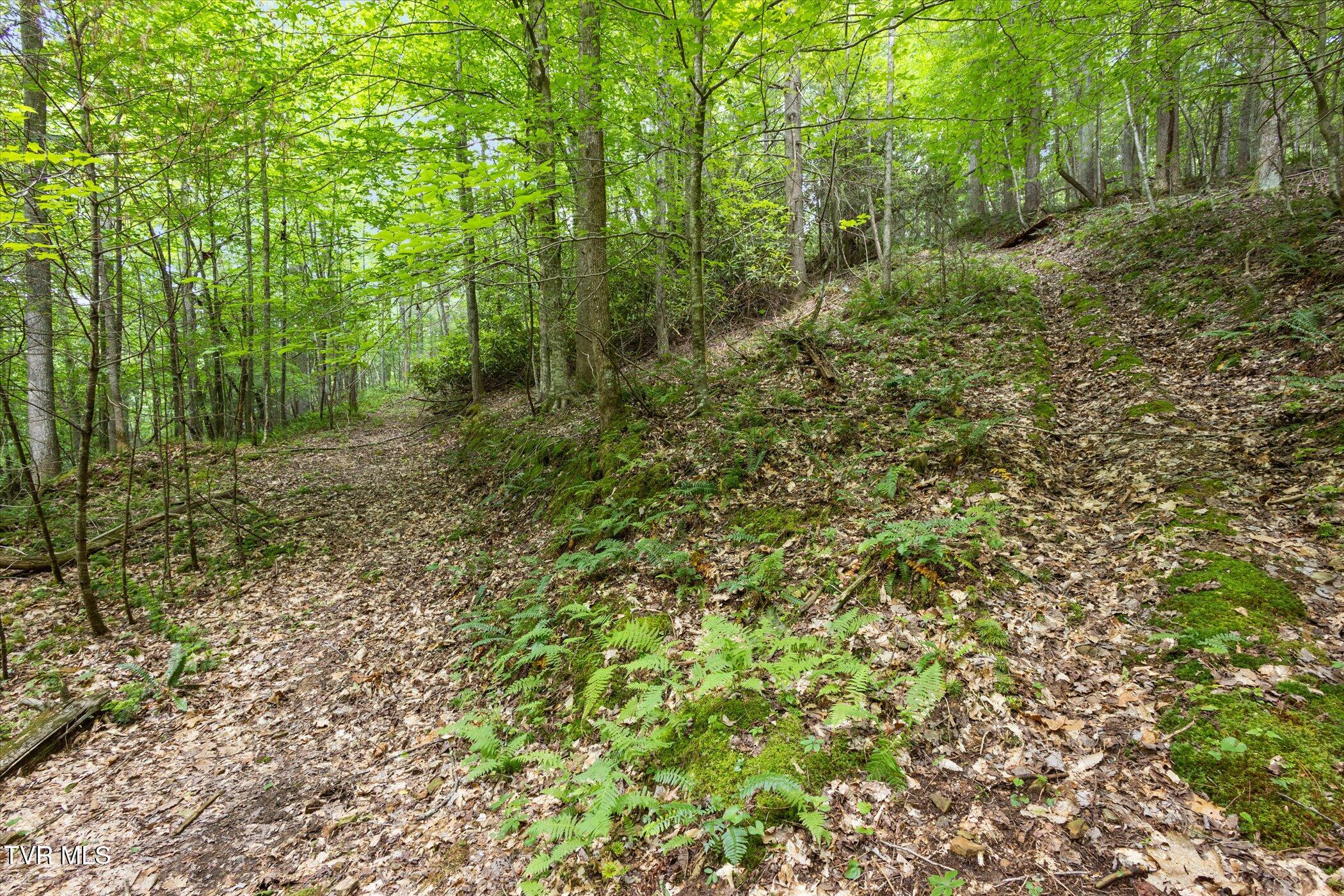 Tbd Rich Hollow Road, Erwin, Tennessee image 28