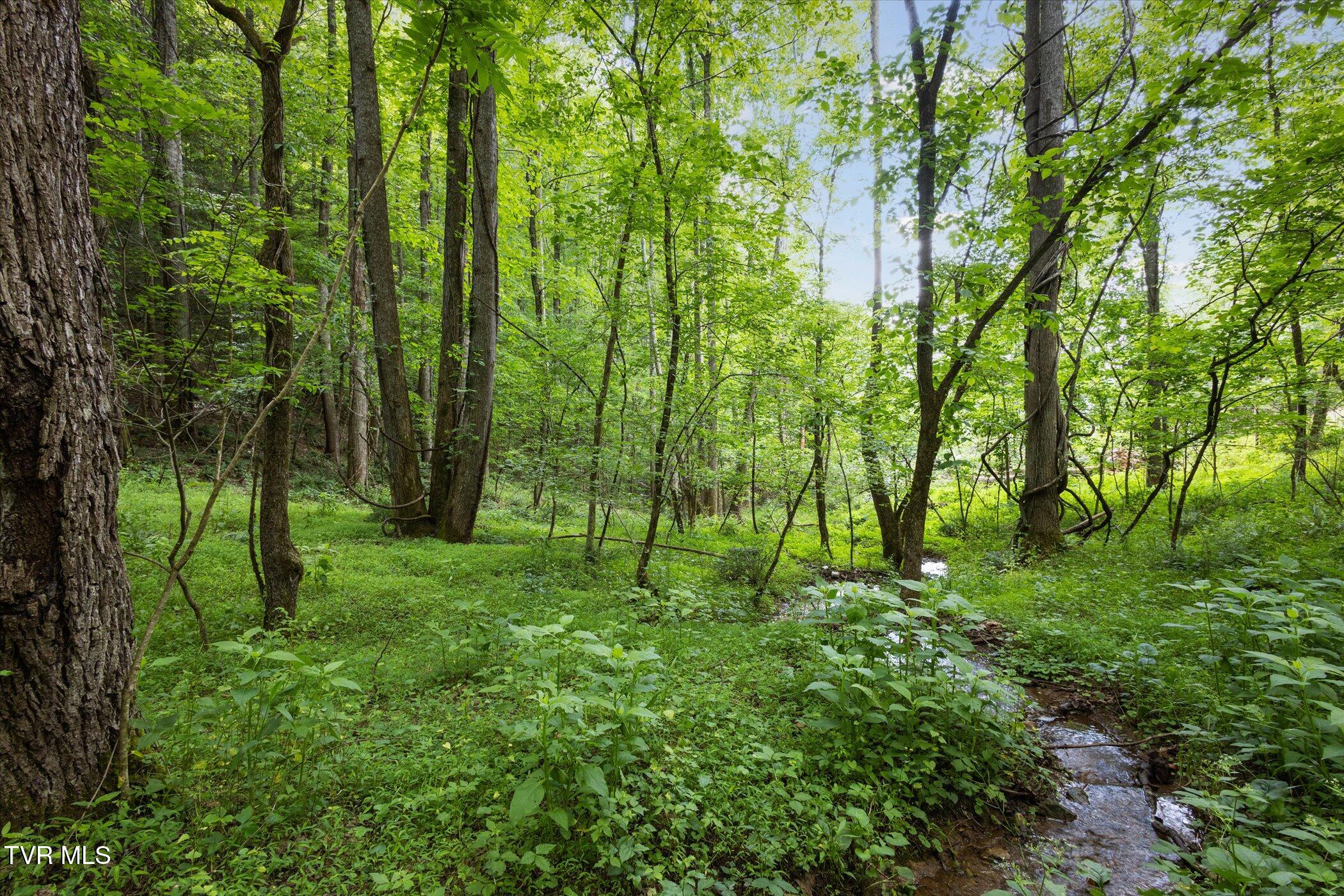 Tbd Rich Hollow Road, Erwin, Tennessee image 6