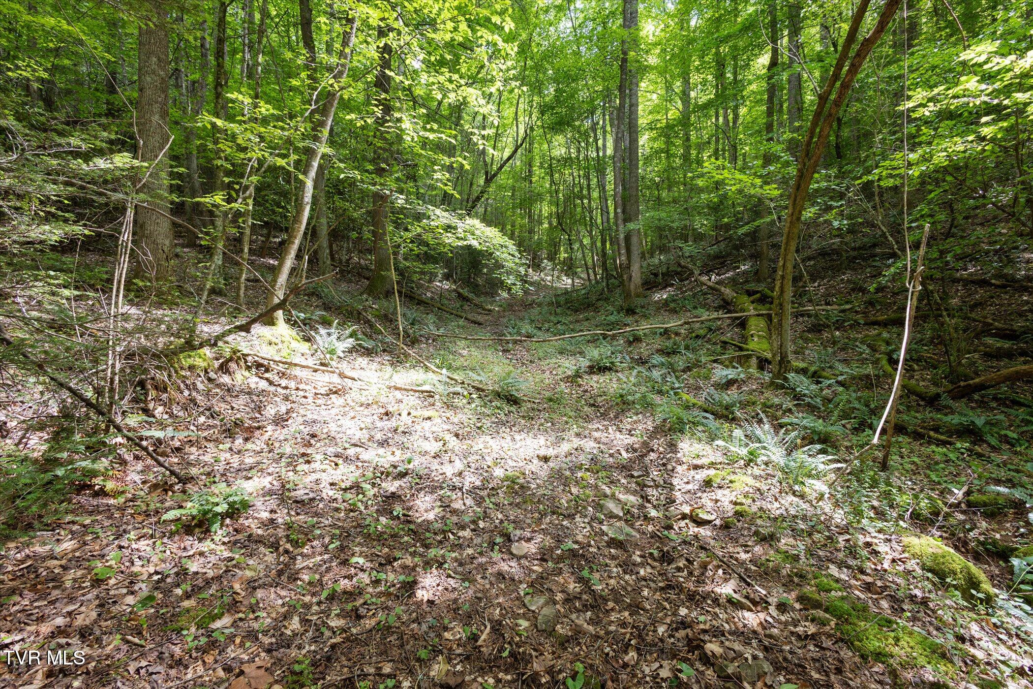 Tbd Rich Hollow Road, Erwin, Tennessee image 10