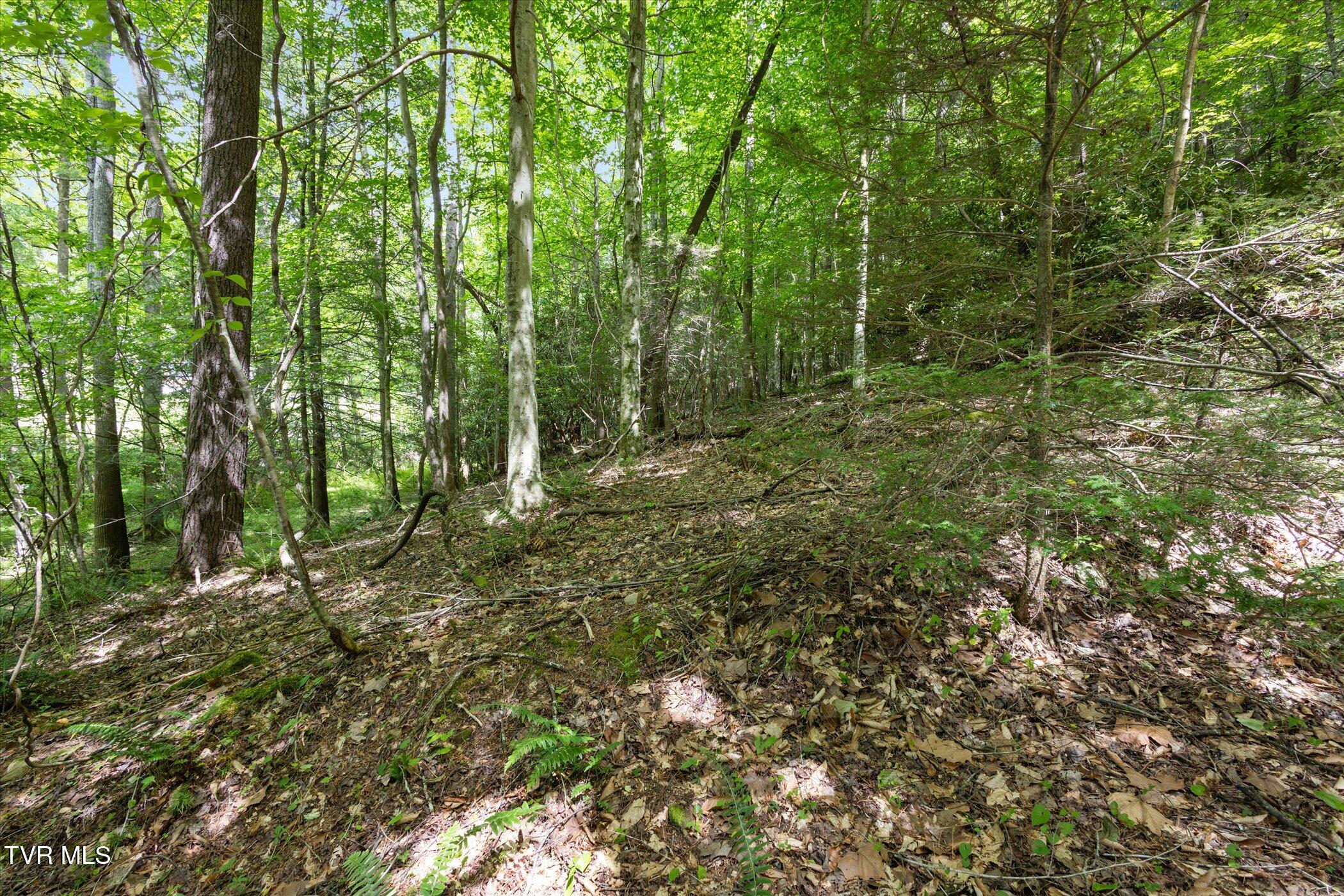 Tbd Rich Hollow Road, Erwin, Tennessee image 11