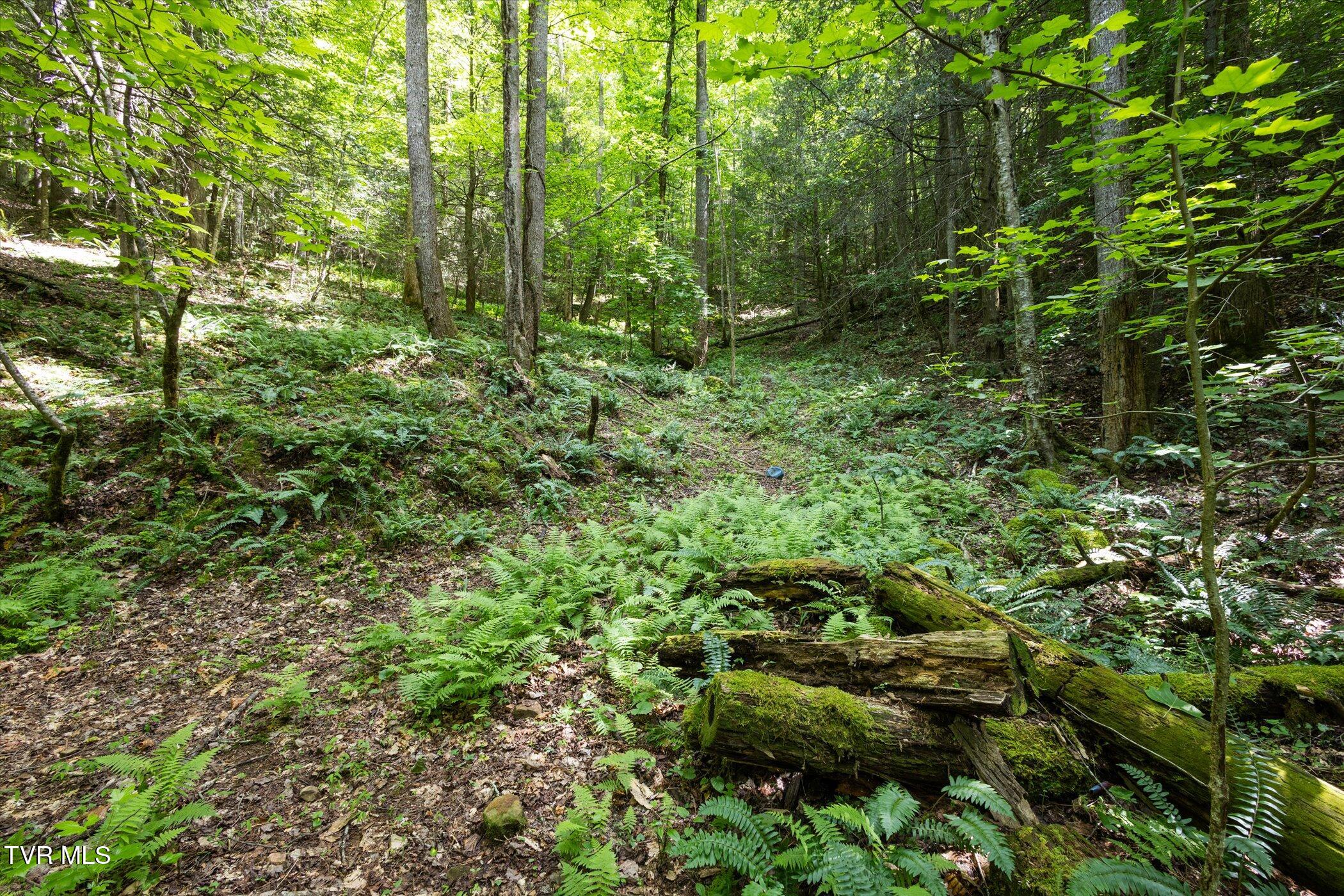 Tbd Rich Hollow Road, Erwin, Tennessee image 27