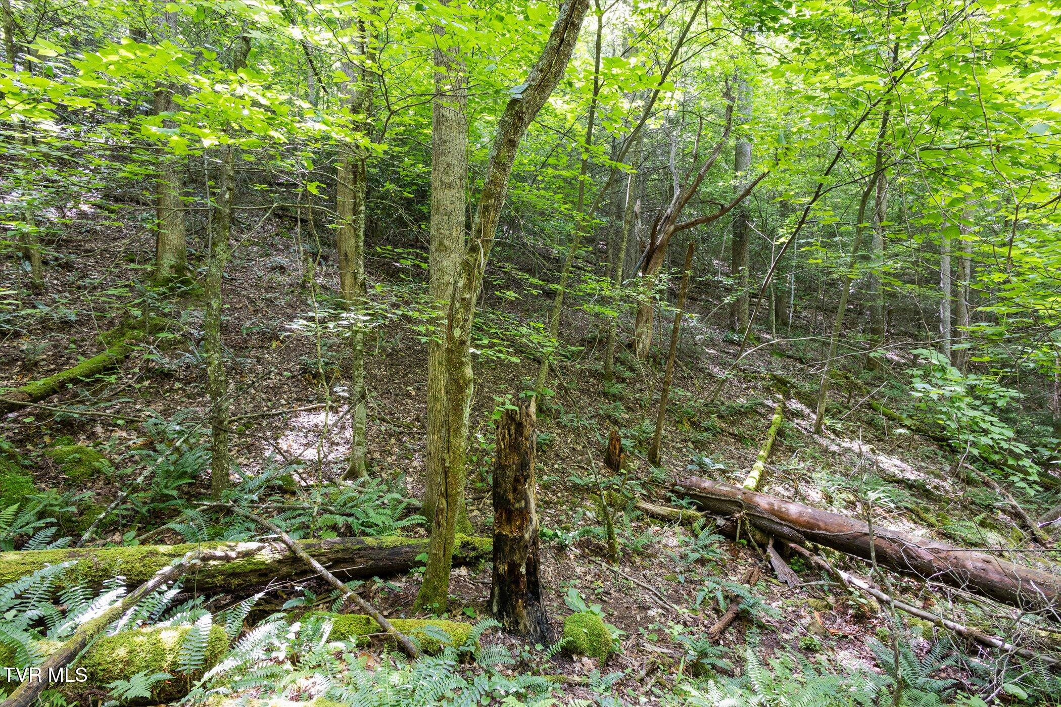 Tbd Rich Hollow Road, Erwin, Tennessee image 26