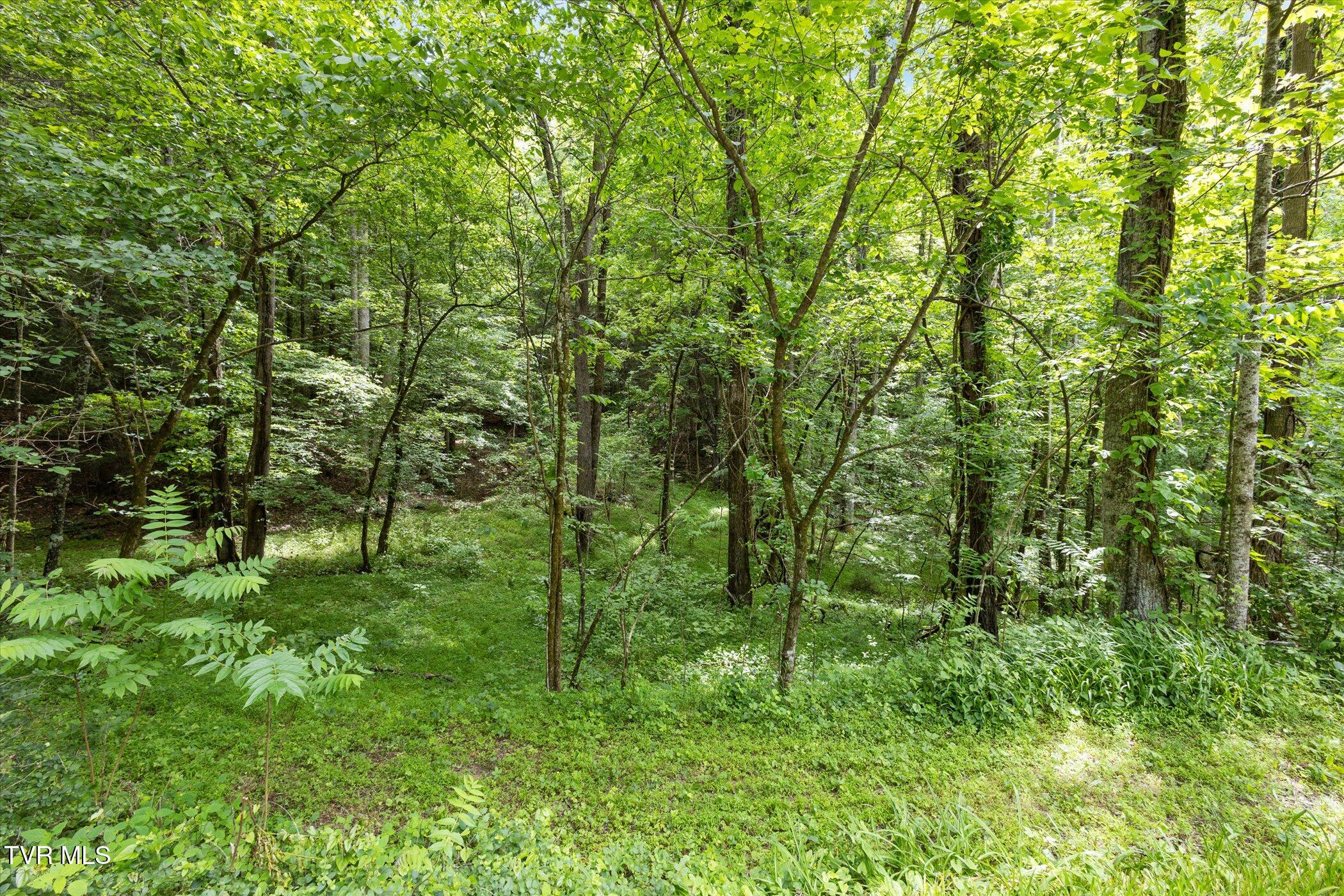 Tbd Rich Hollow Road, Erwin, Tennessee image 29