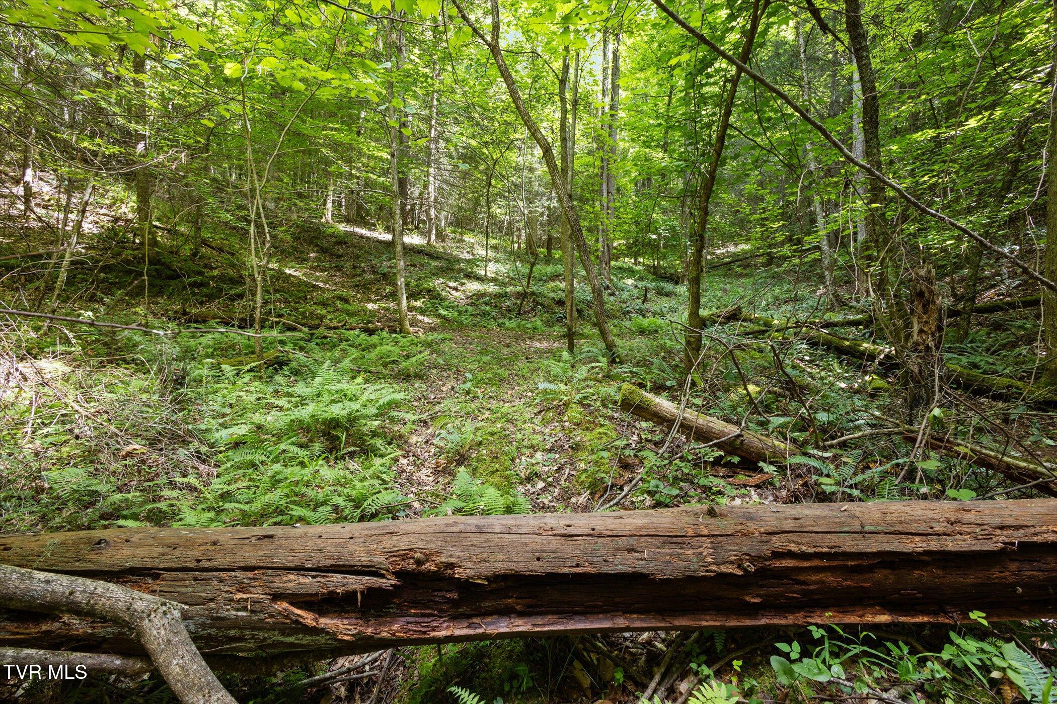 Tbd Rich Hollow Road, Erwin, Tennessee image 20