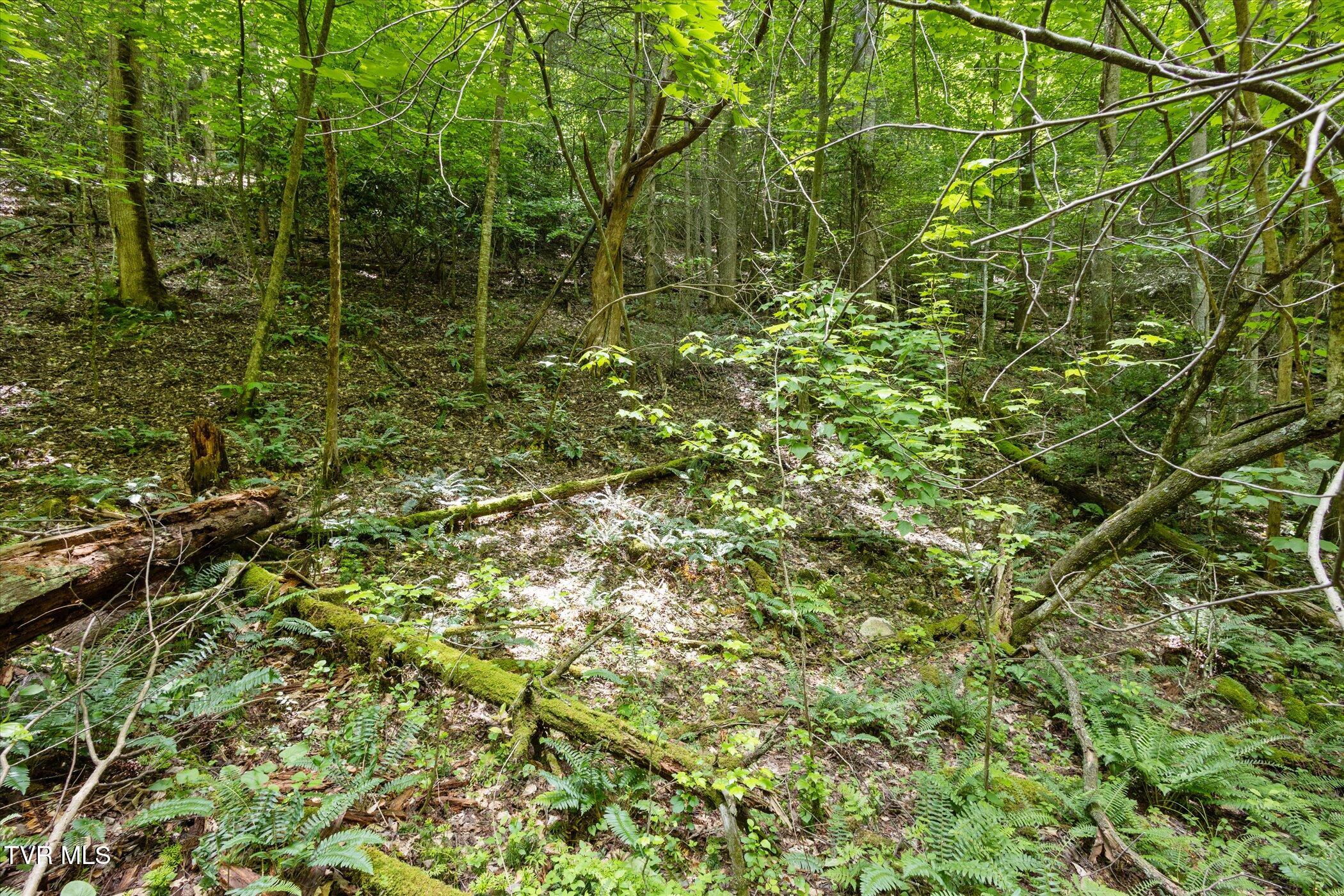 Tbd Rich Hollow Road, Erwin, Tennessee image 21