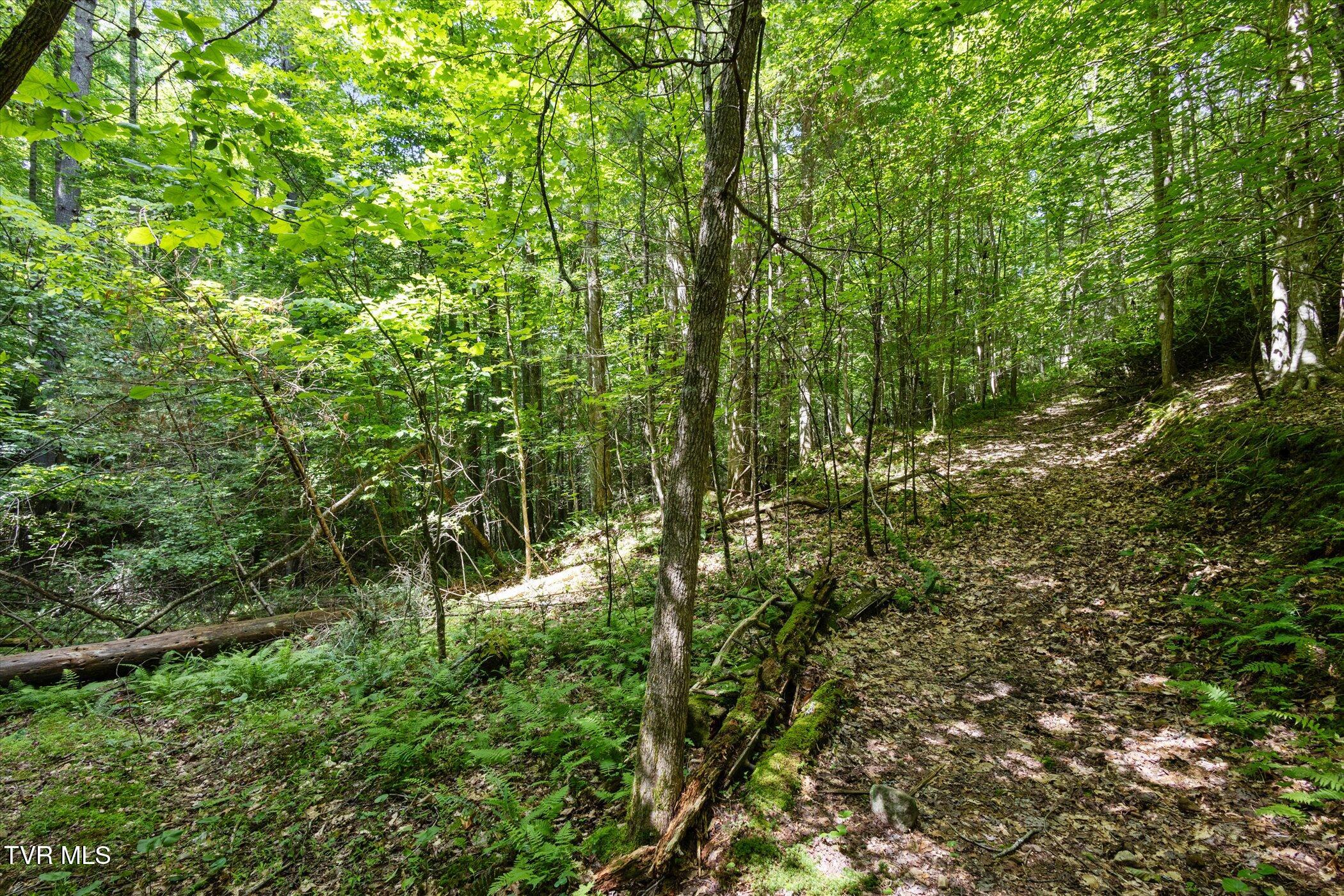 Tbd Rich Hollow Road, Erwin, Tennessee image 25