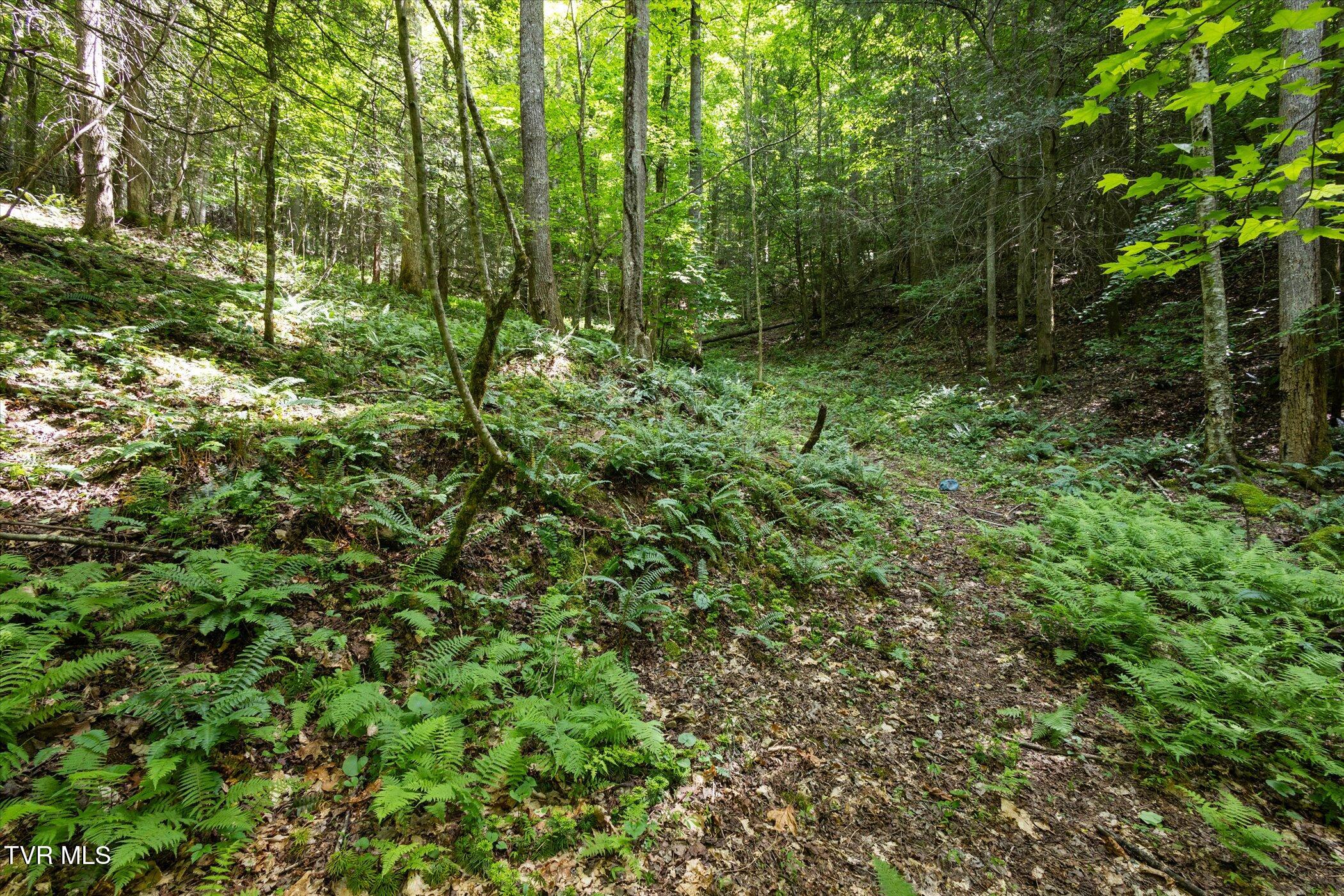 Tbd Rich Hollow Road, Erwin, Tennessee image 23
