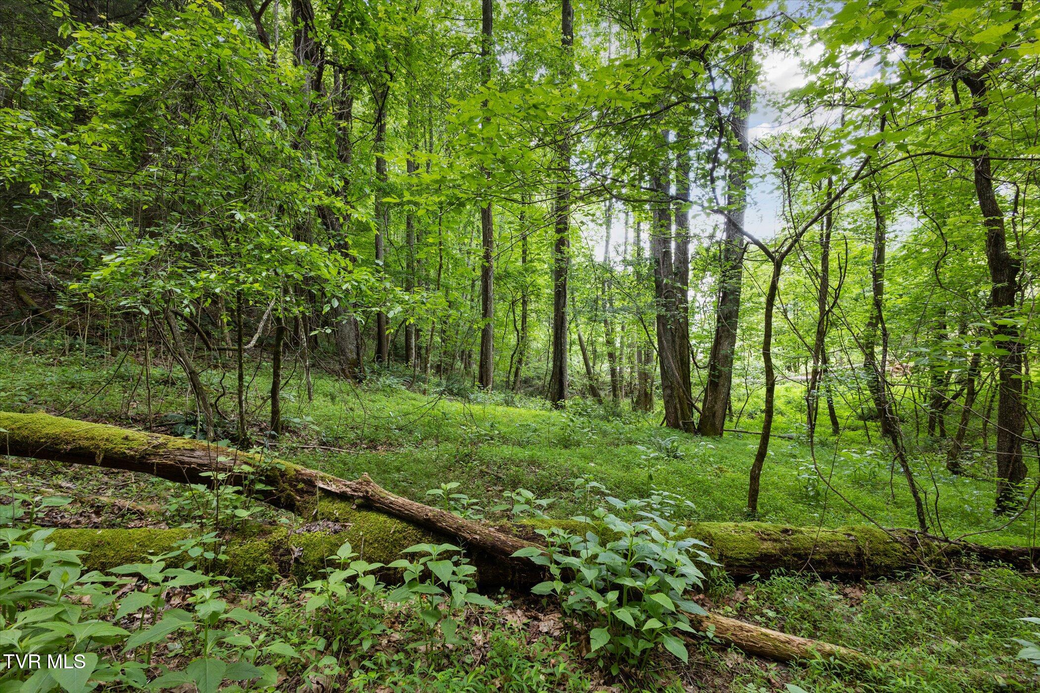 Tbd Rich Hollow Road, Erwin, Tennessee image 8