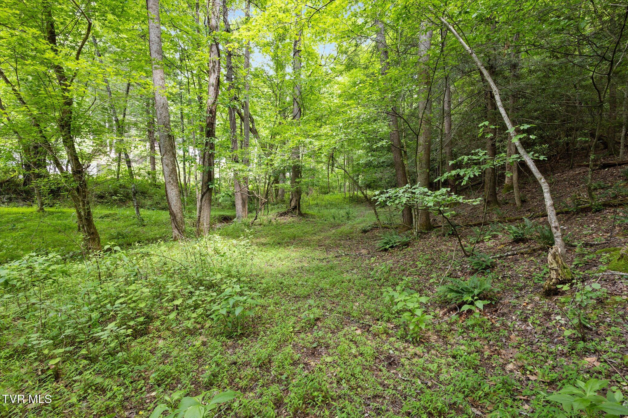 Tbd Rich Hollow Road, Erwin, Tennessee image 9