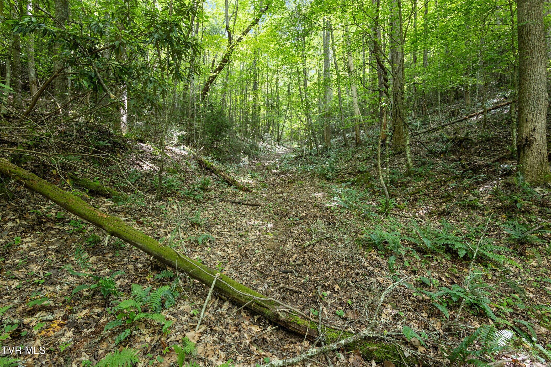 Tbd Rich Hollow Road, Erwin, Tennessee image 12