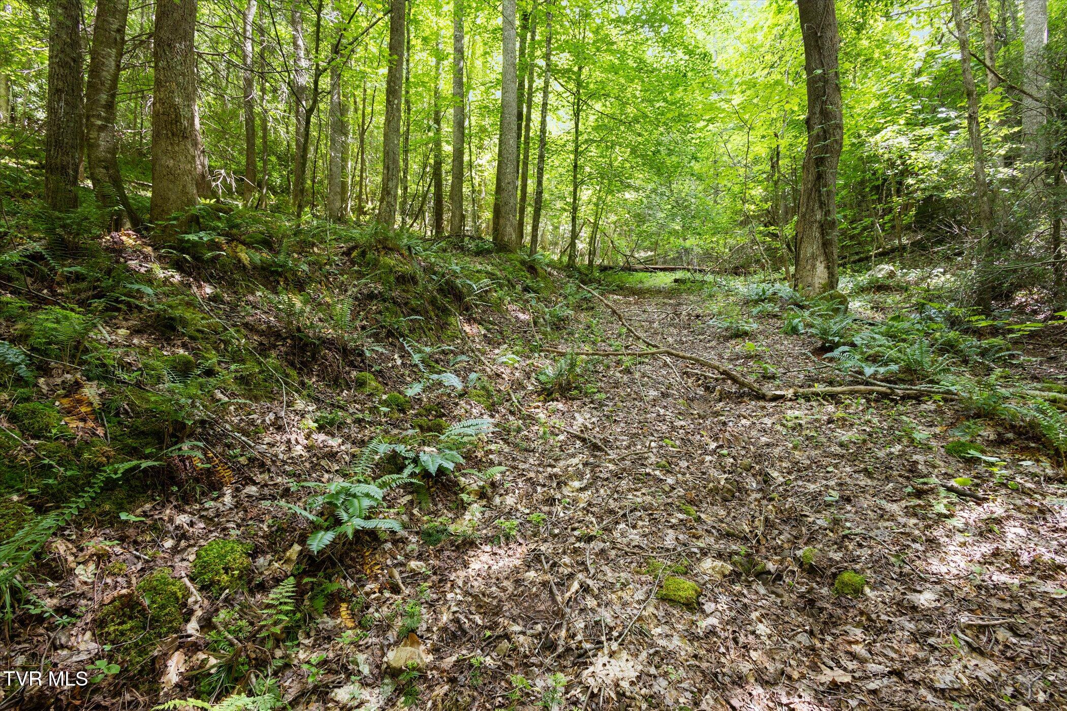 Tbd Rich Hollow Road, Erwin, Tennessee image 17