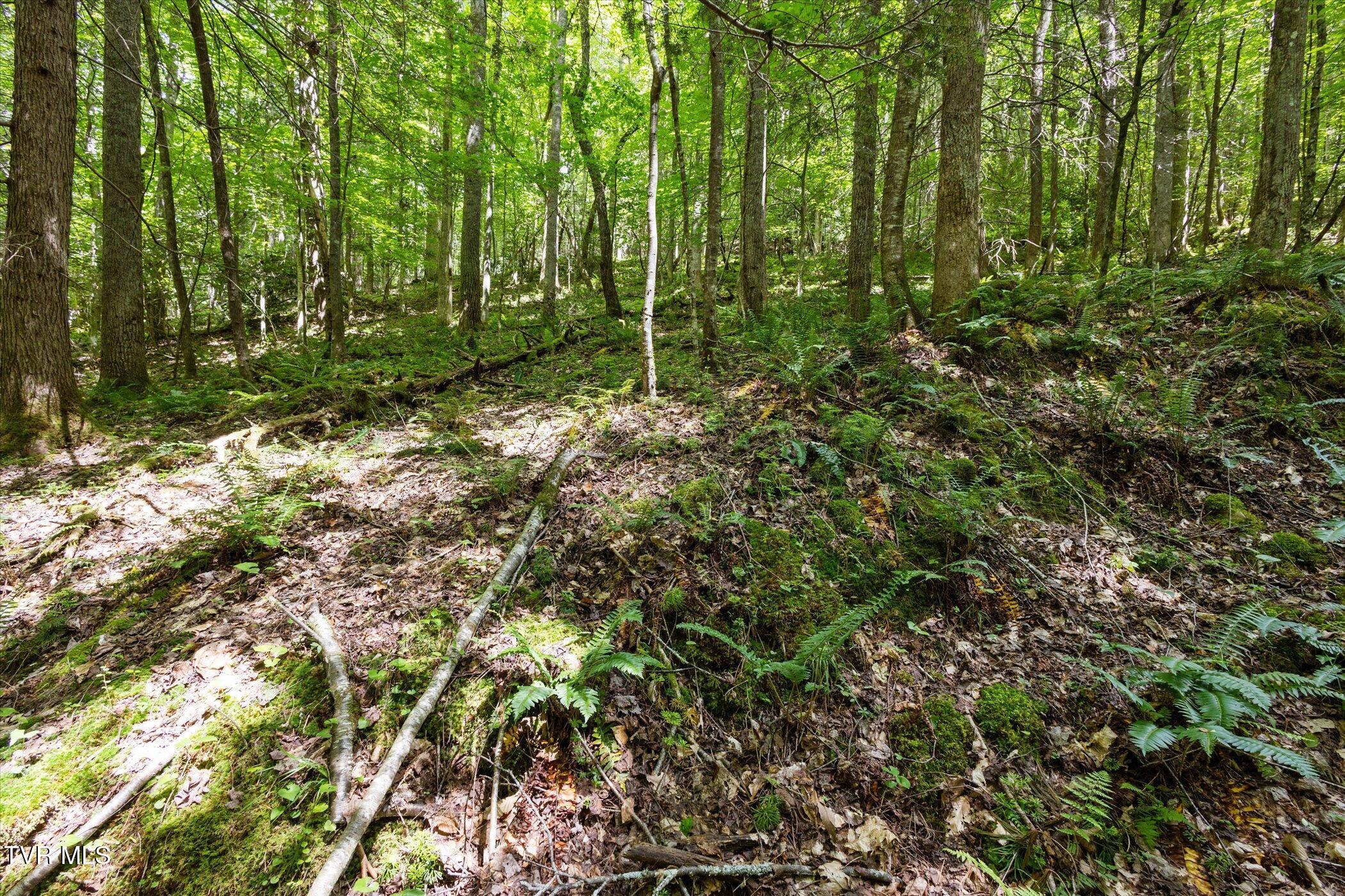 Tbd Rich Hollow Road, Erwin, Tennessee image 18