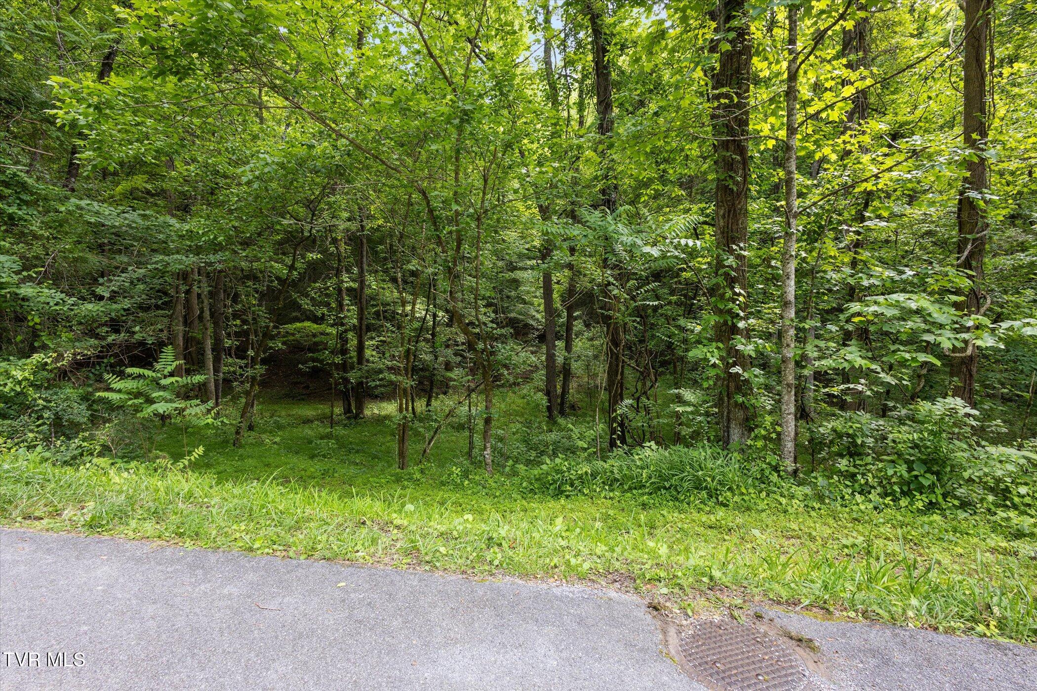 Tbd Rich Hollow Road, Erwin, Tennessee image 1