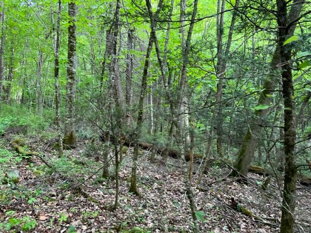 00 Sink Valley Road, Butler, Tennessee image 3
