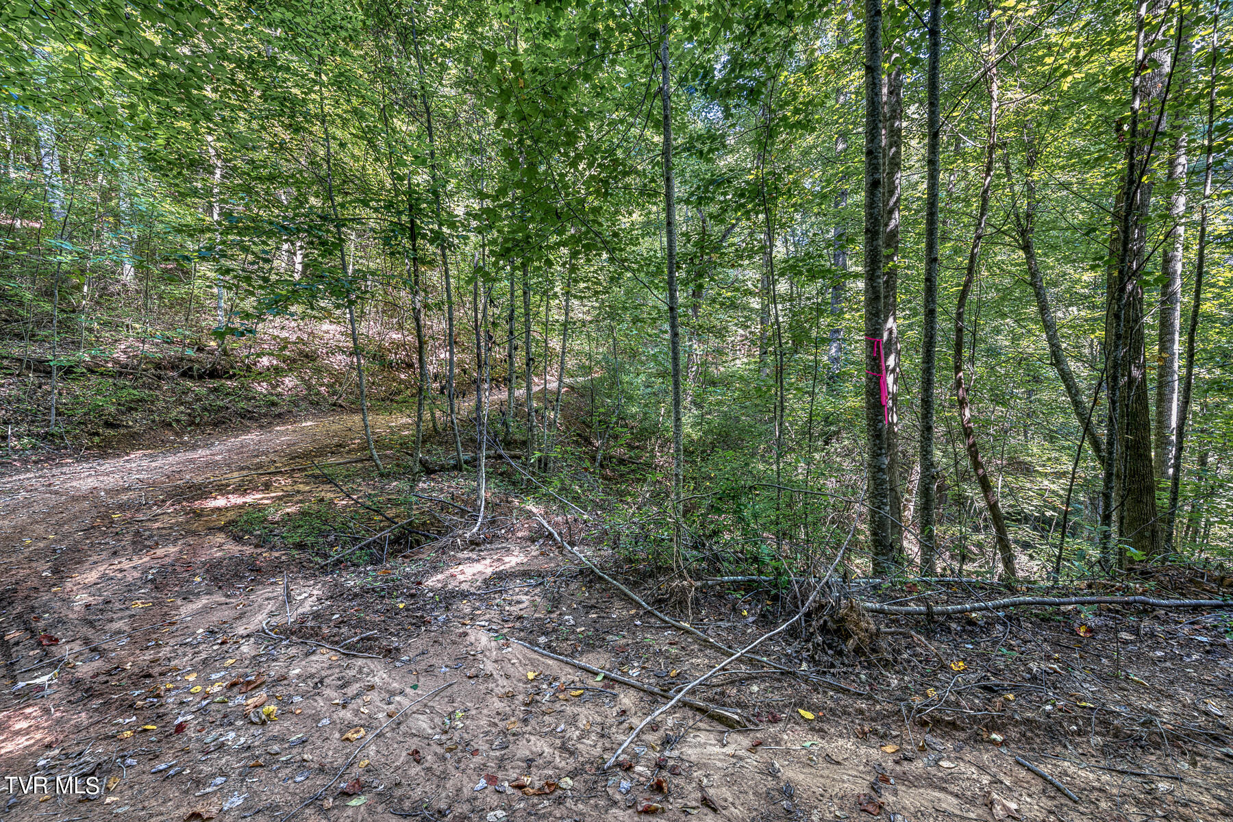 Tbd White Oak Lane, Laurel Bloomery, Tennessee image 10