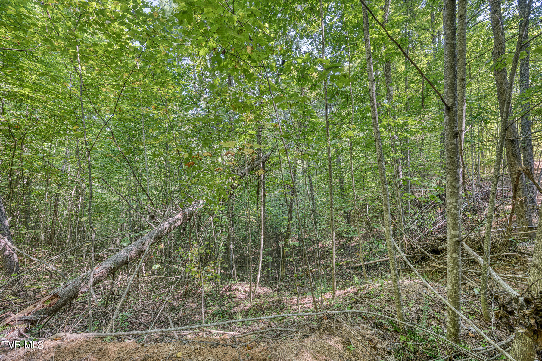 Tbd White Oak Lane, Laurel Bloomery, Tennessee image 17
