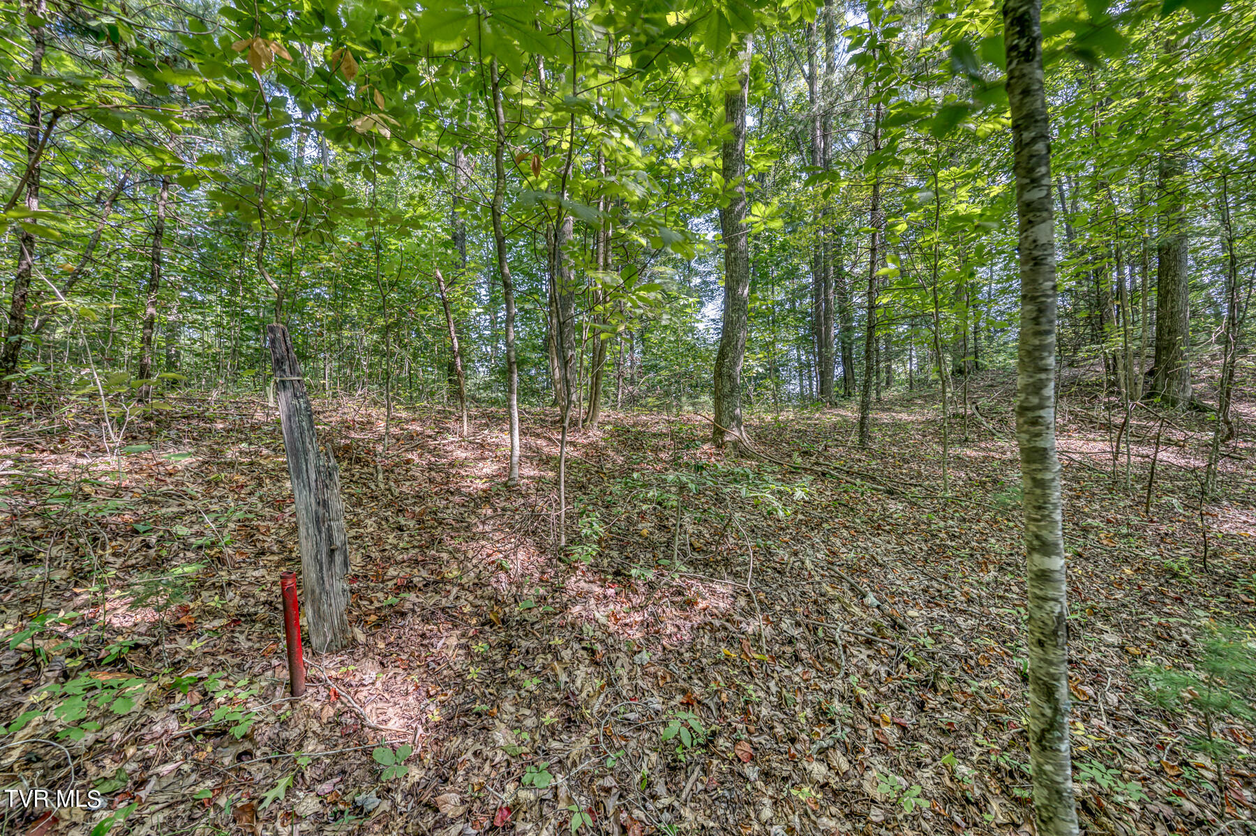 Tbd White Oak Lane, Laurel Bloomery, Tennessee image 3
