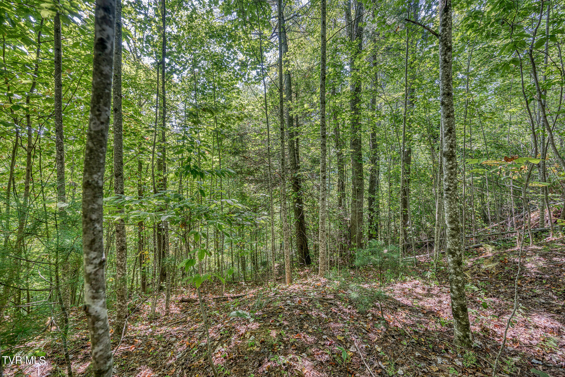 Tbd White Oak Lane, Laurel Bloomery, Tennessee image 15