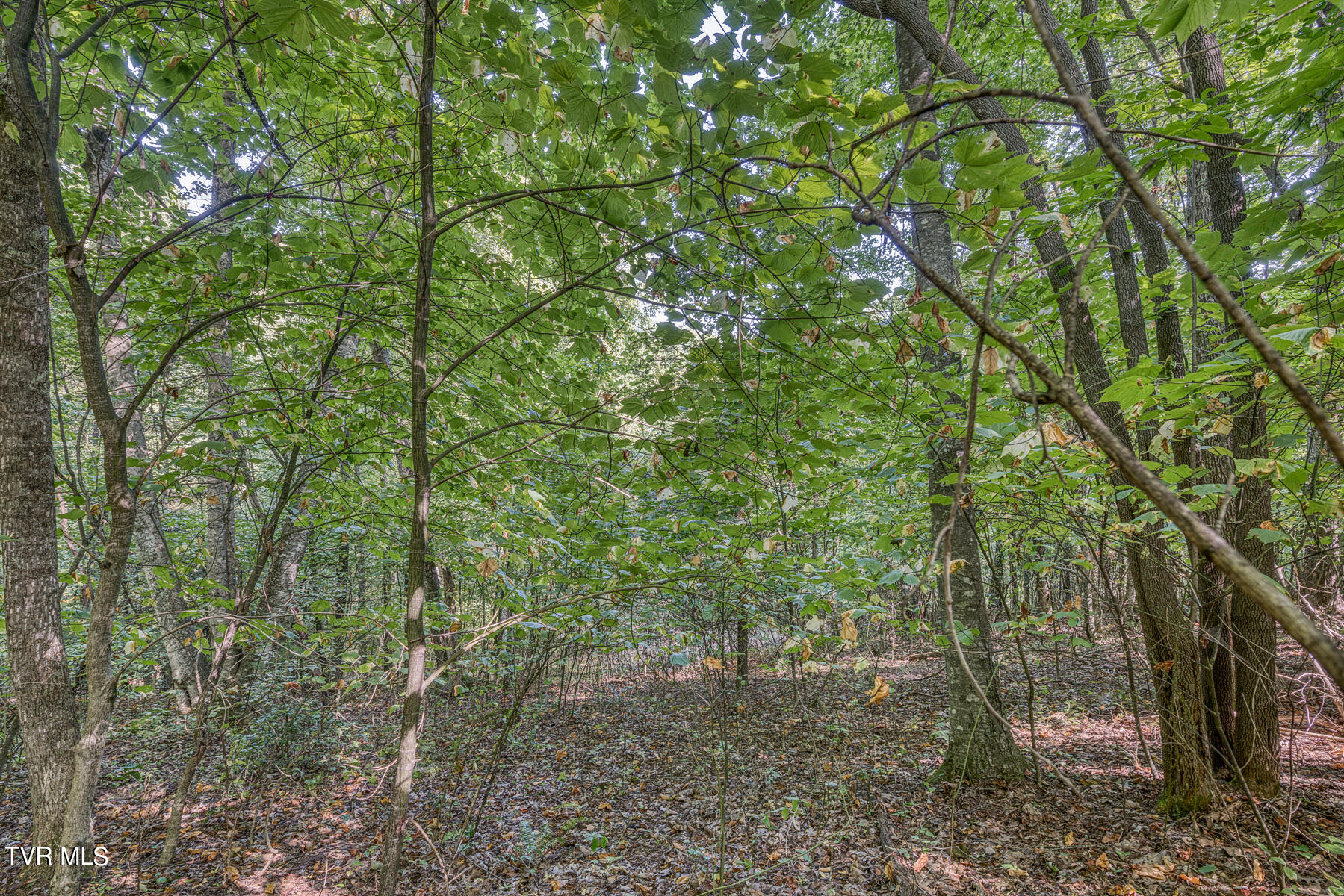 Tbd White Oak Lane, Laurel Bloomery, Tennessee image 4