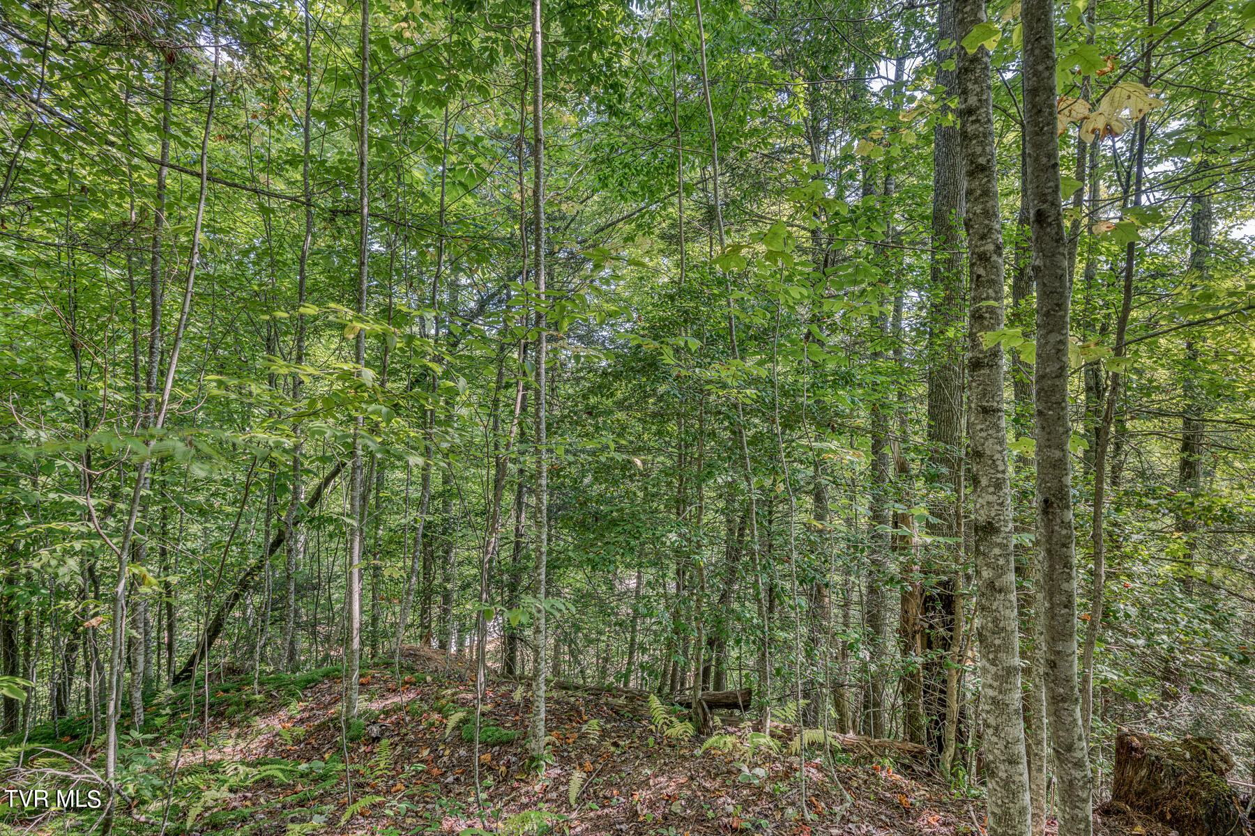 Tbd White Oak Lane, Laurel Bloomery, Tennessee image 13