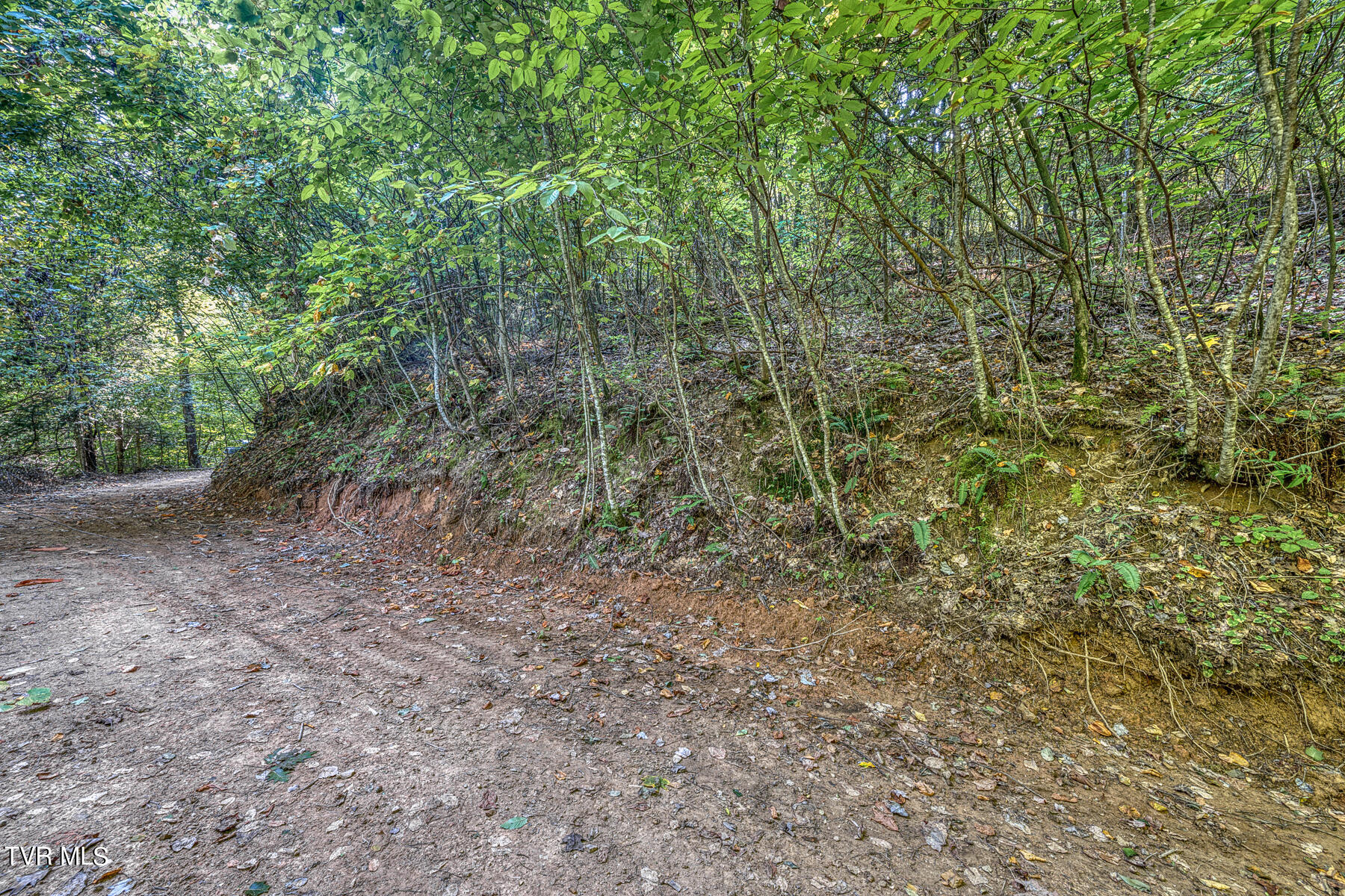 Tbd White Oak Lane, Laurel Bloomery, Tennessee image 7