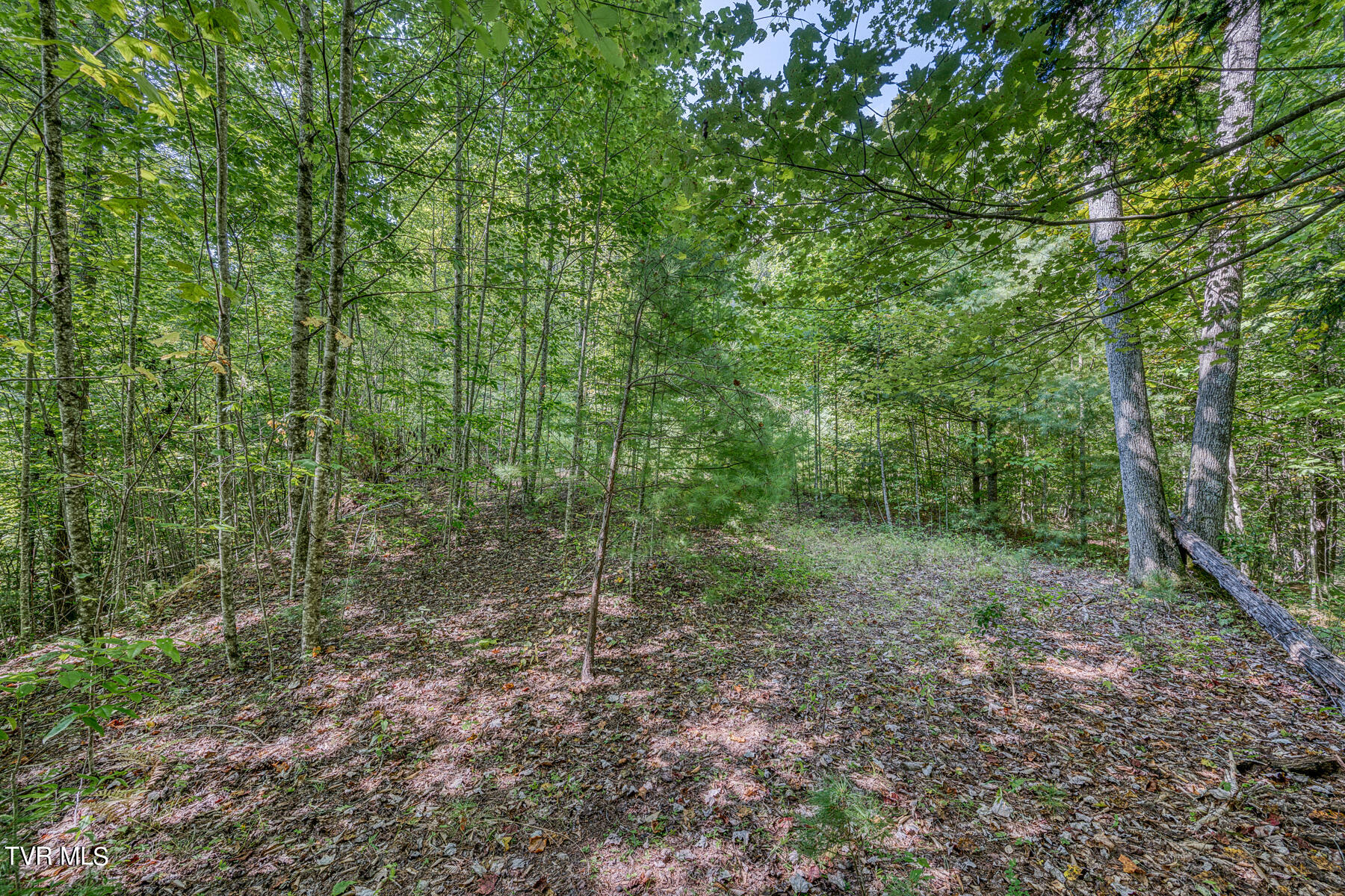 Tbd White Oak Lane, Laurel Bloomery, Tennessee image 14