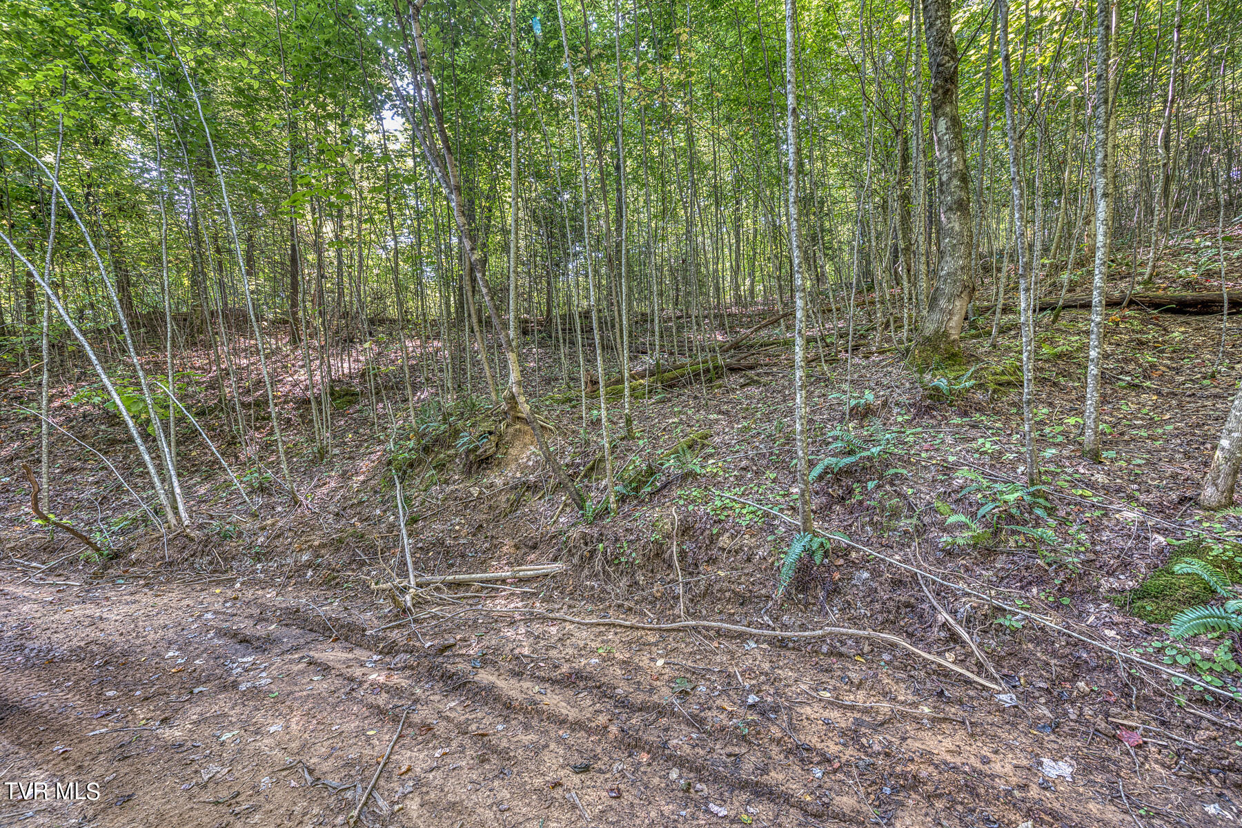 Tbd White Oak Lane, Laurel Bloomery, Tennessee image 16