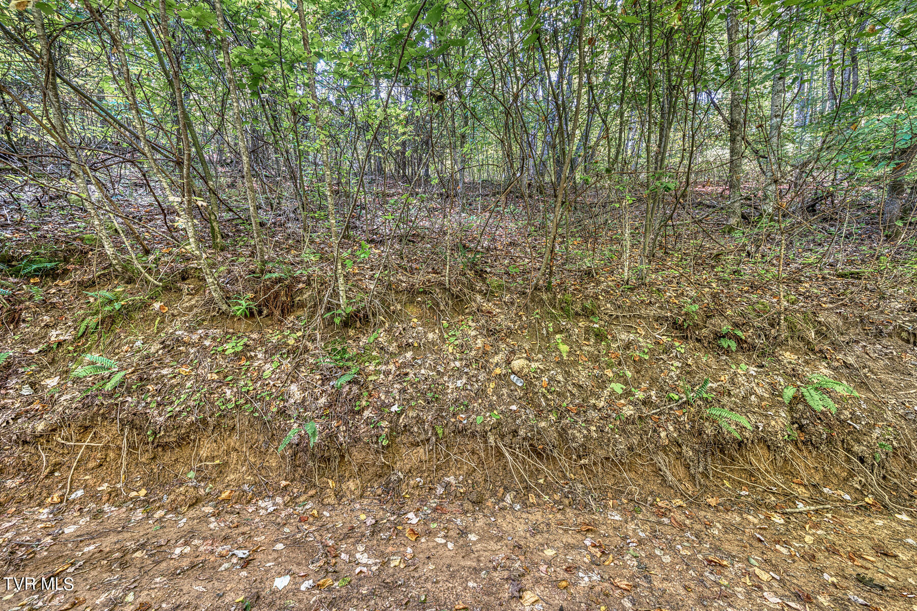 Tbd White Oak Lane, Laurel Bloomery, Tennessee image 8