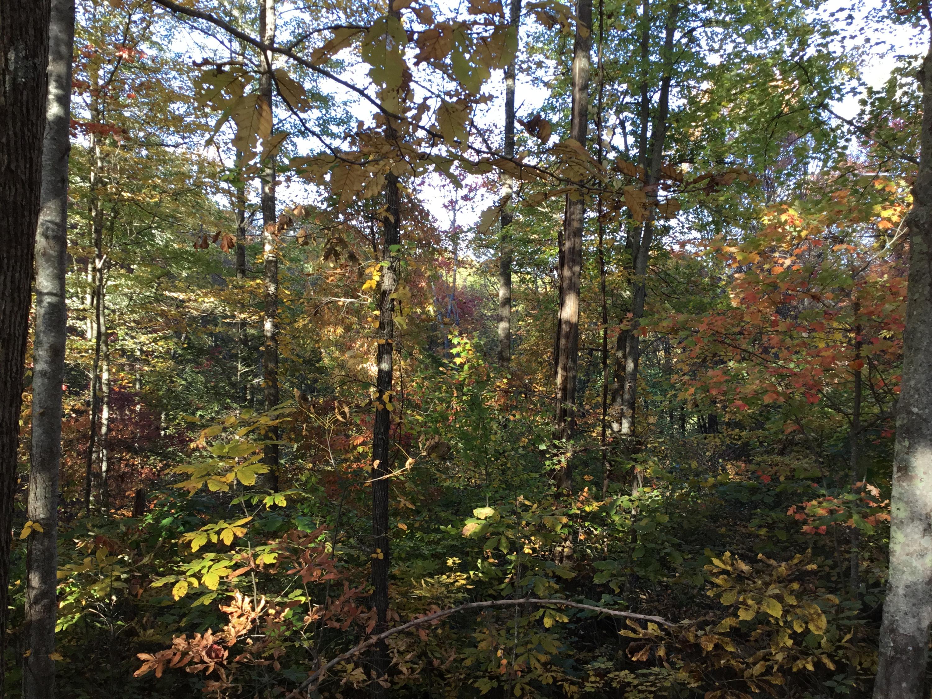 Tbd Hiram Hollow Road, Wise, Virginia image 7