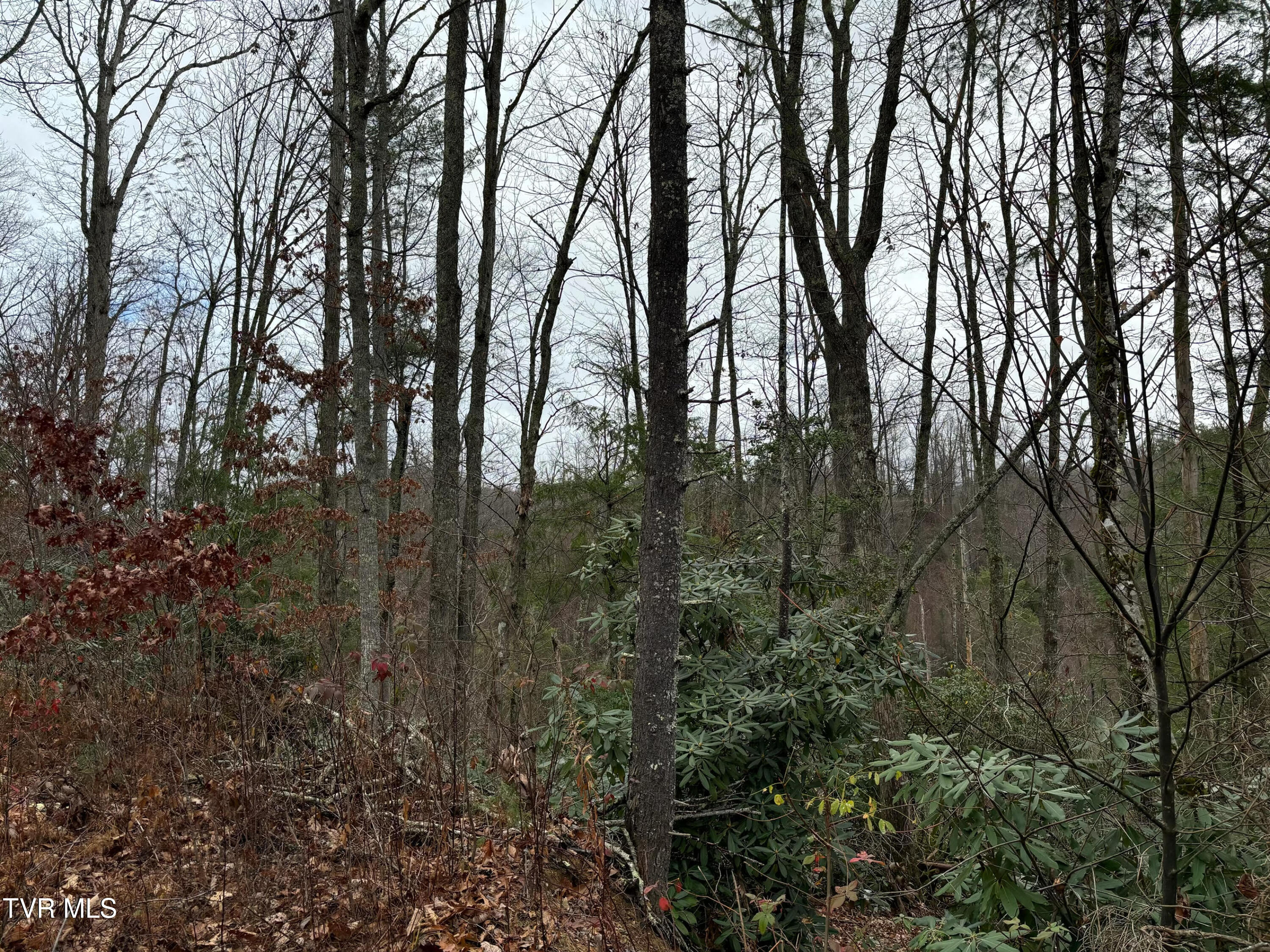 162 Murph Potter Lane, Roan Mountain, Tennessee image 4