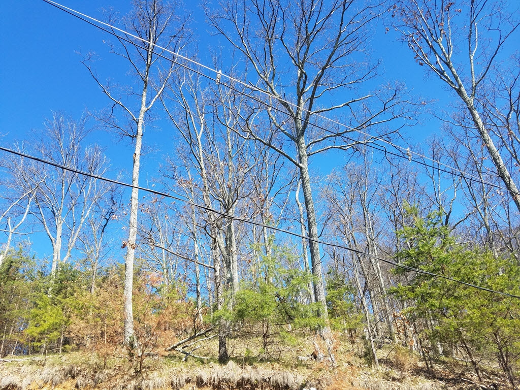 1167 Keetoowah Drive, Mooresburg, Tennessee image 8