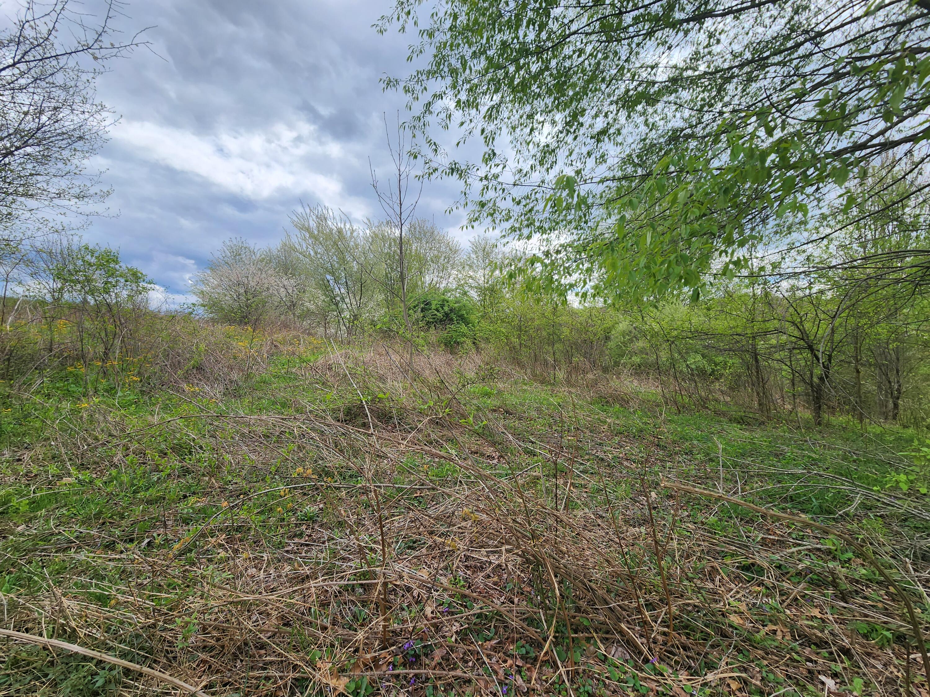 Tbd Laurelwood Lane, Mountain City, Tennessee image 12