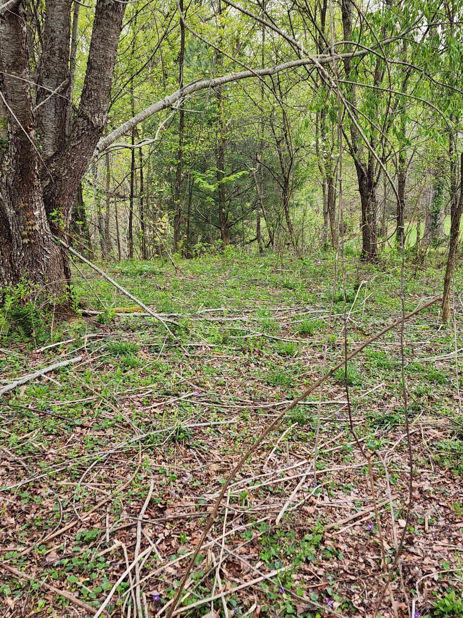 Tbd Laurelwood Lane, Mountain City, Tennessee image 11
