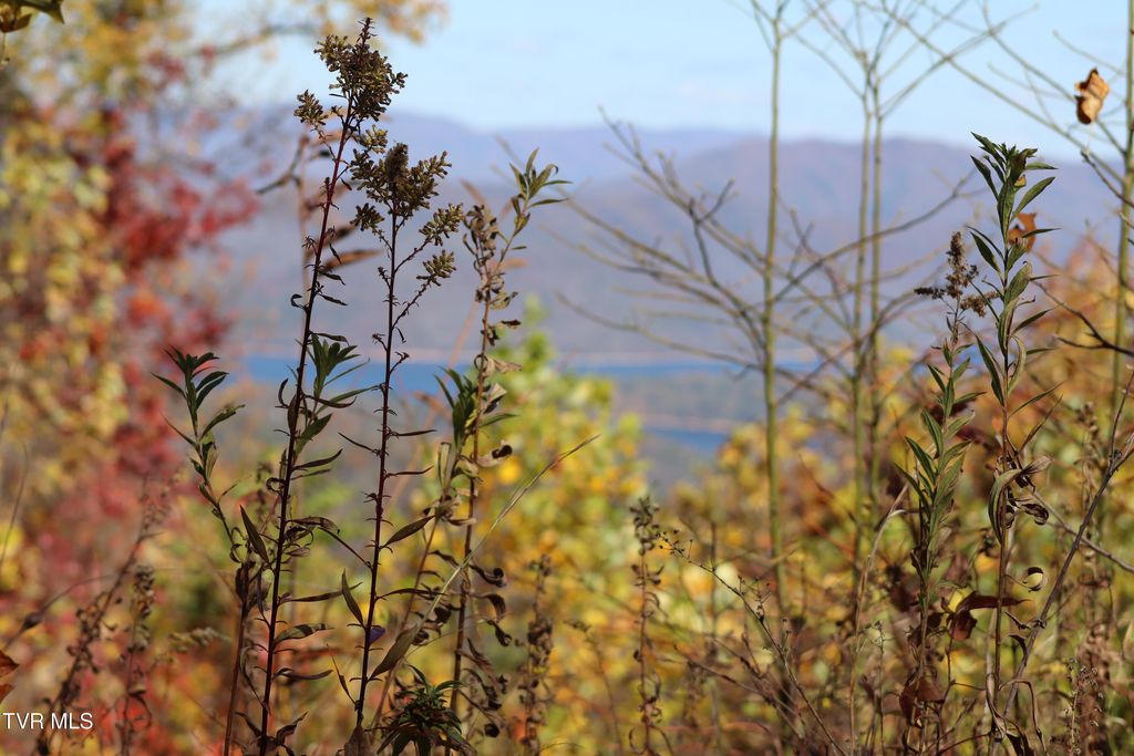 Photo of 48 Locust Lane, Butler, TN 37640 (MLS # 9987616)