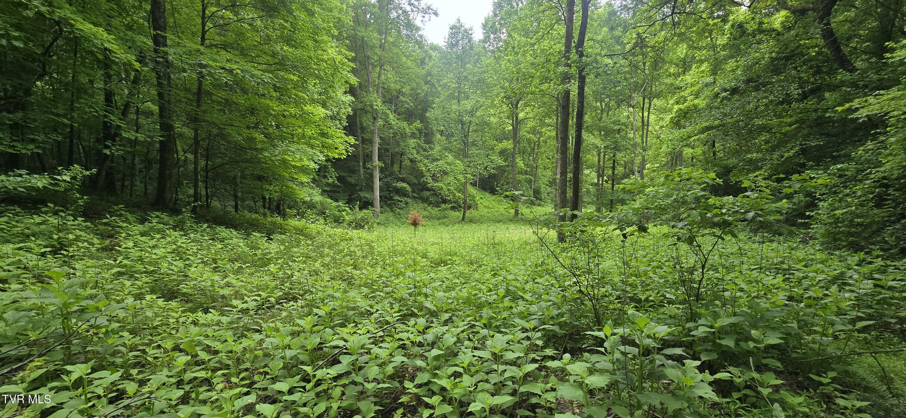 Tbd Mineral Hill Lane, Gate City, Virginia image 19
