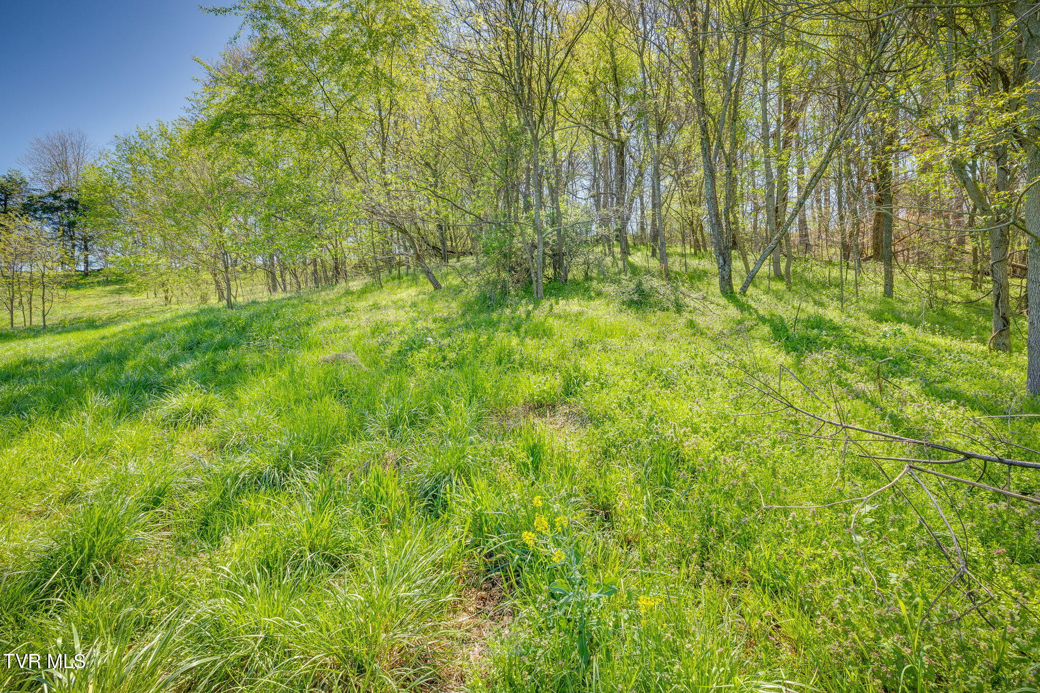 3490 Milburnton Road, Limestone, Tennessee image 21