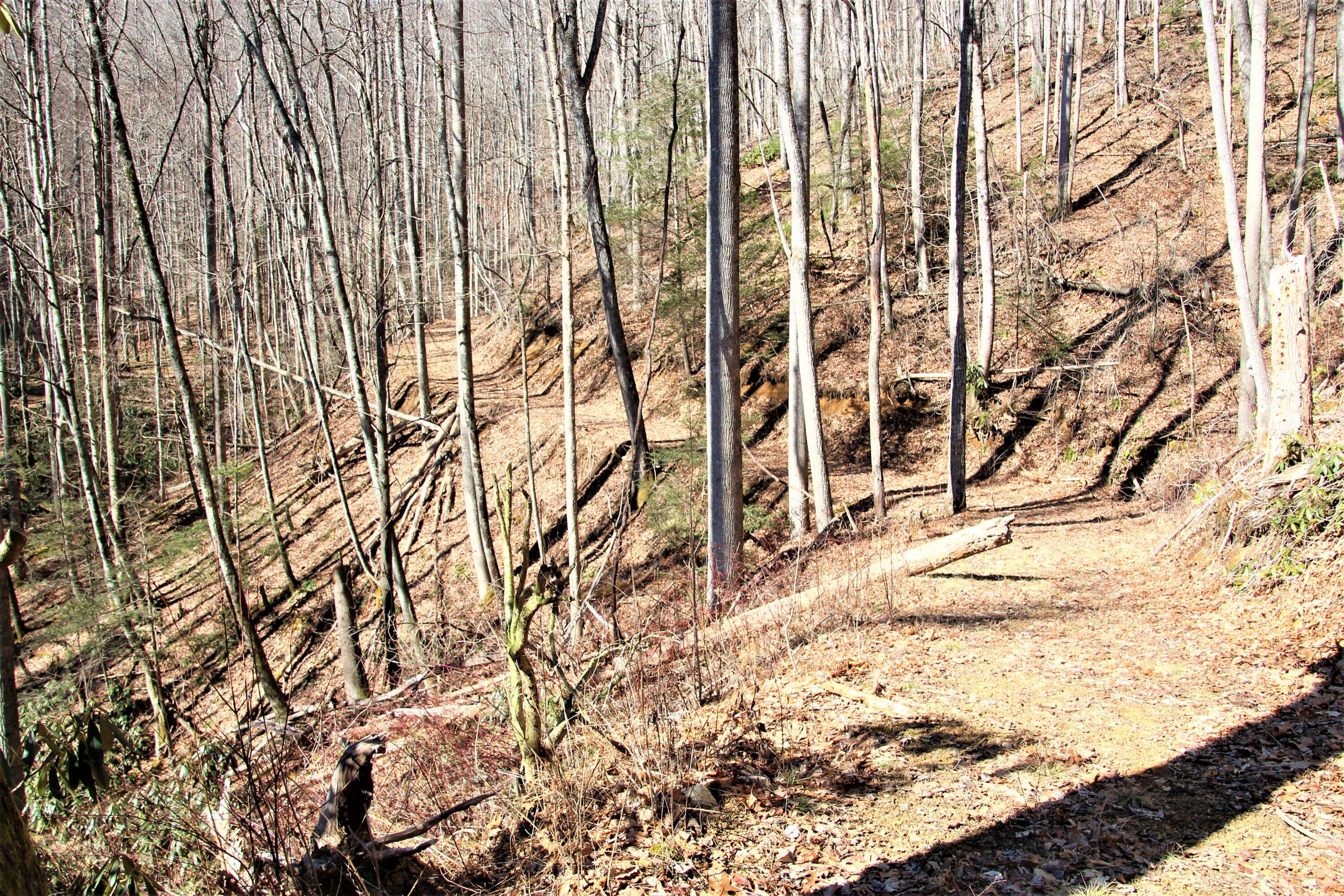 000 Heaton Branch Road, Butler, Tennessee image 24