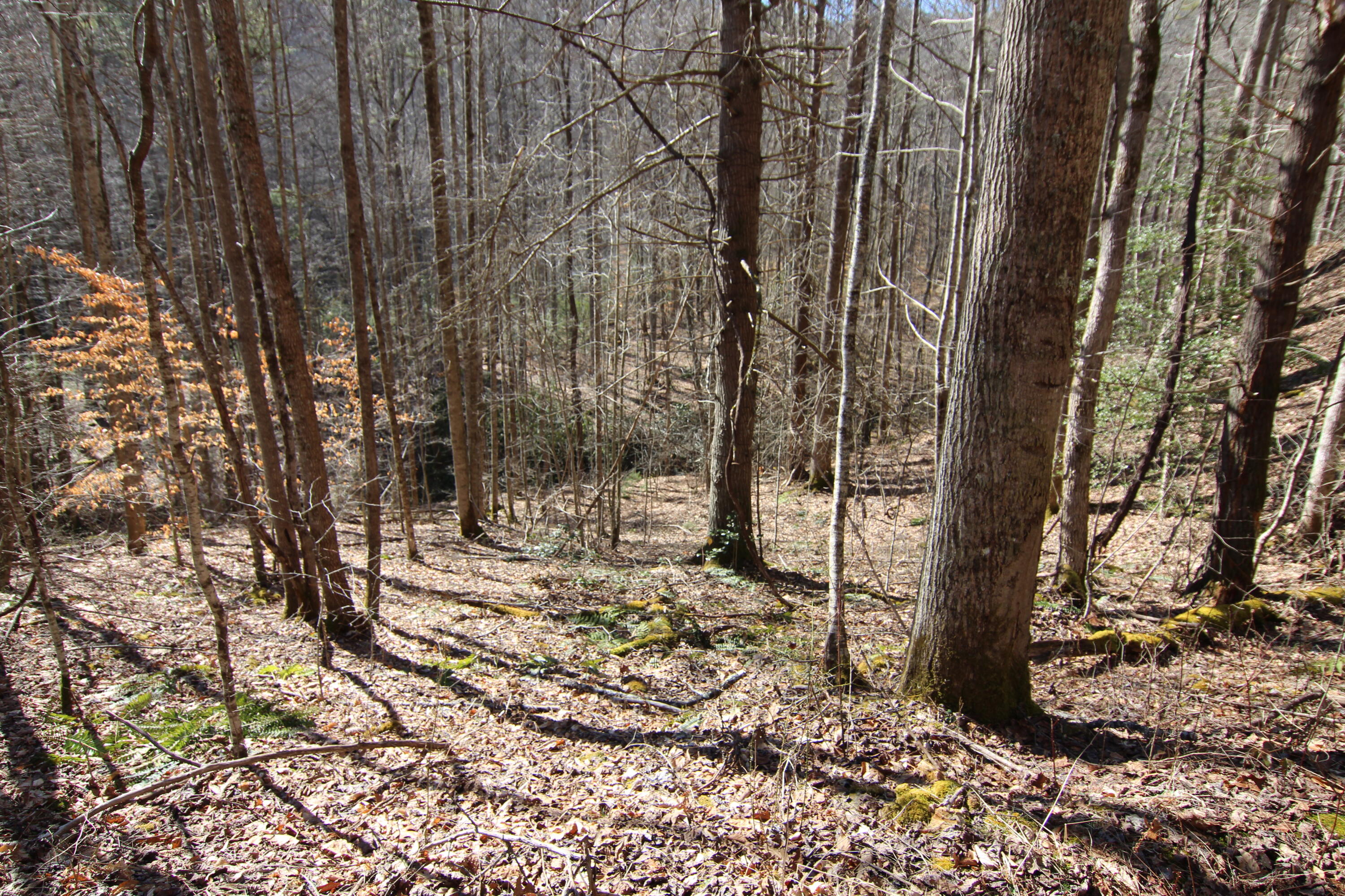 000 Heaton Branch Road, Butler, Tennessee image 19