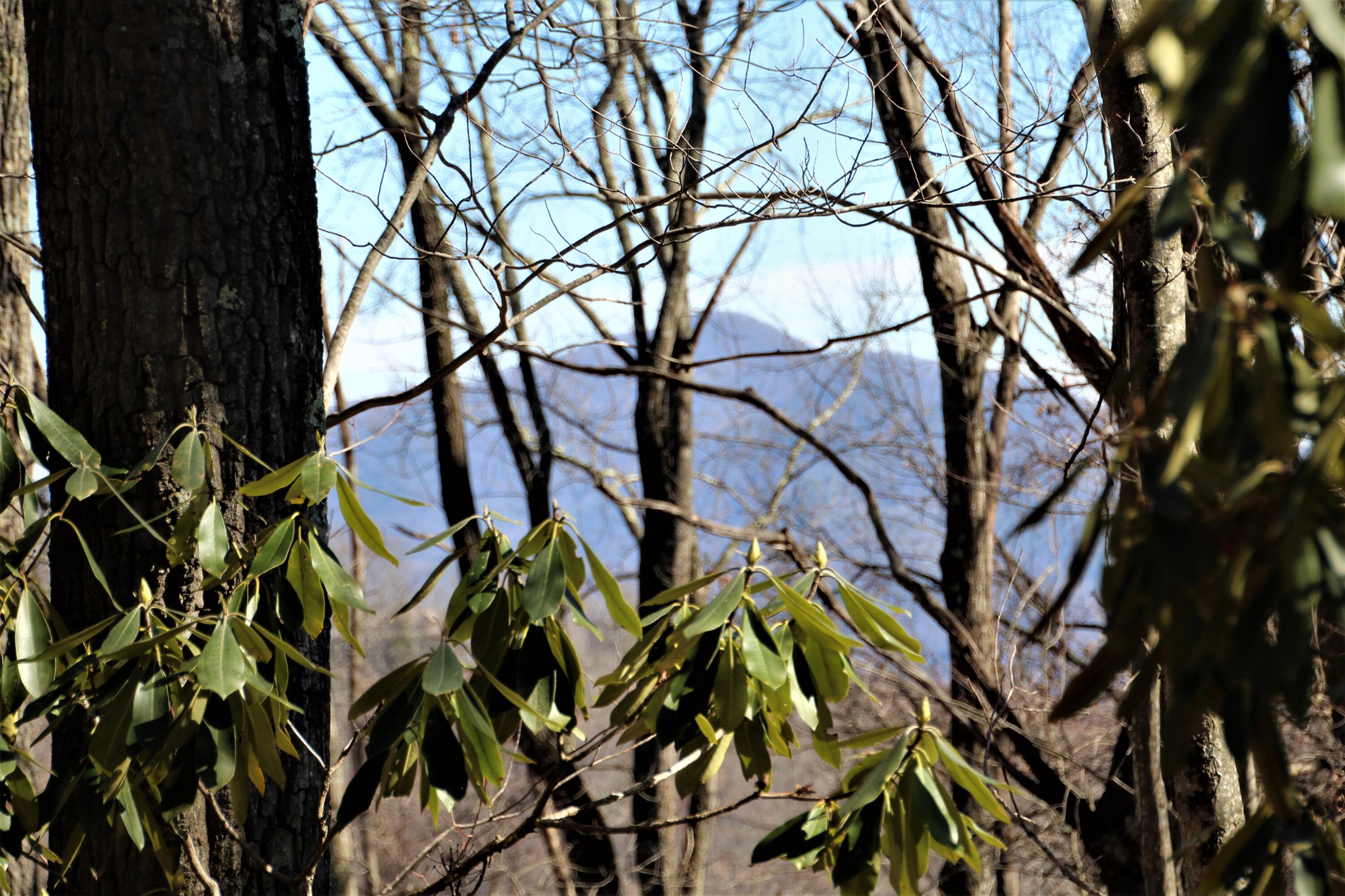 000 Heaton Branch Road, Butler, Tennessee image 6