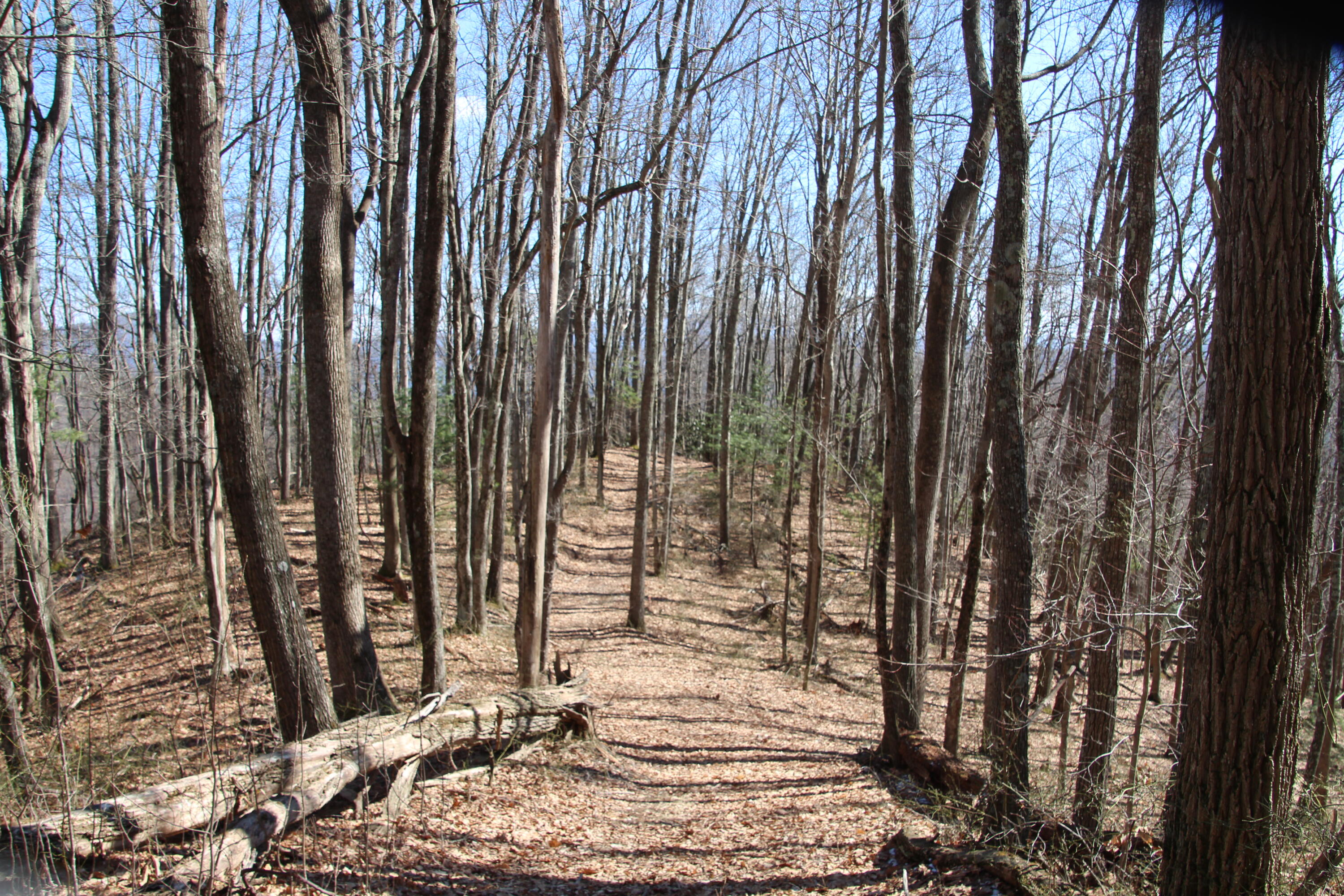 000 Heaton Branch Road, Butler, Tennessee image 4
